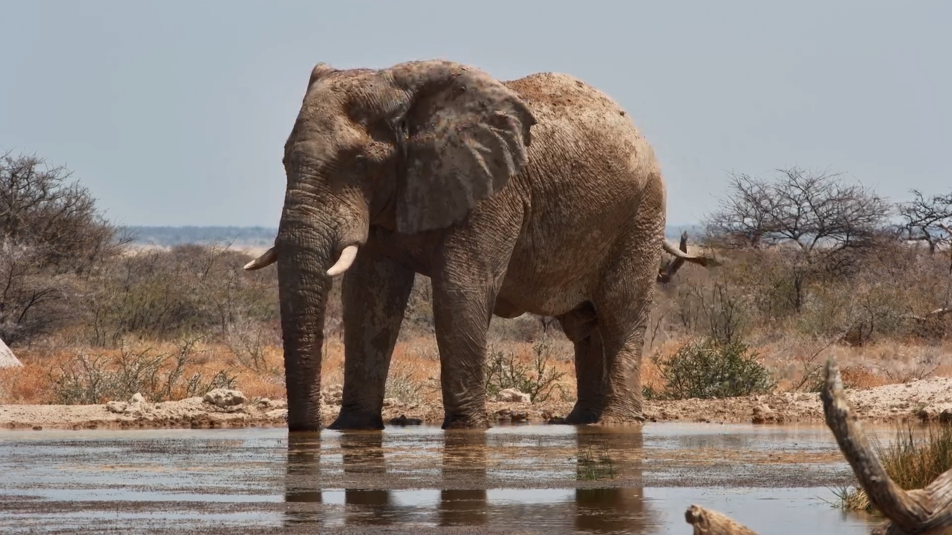 Elephant Enjoys a Quick Mud Splash