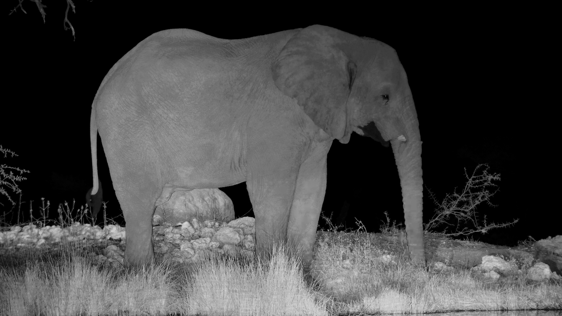 A Peaceful Night with an Elephant