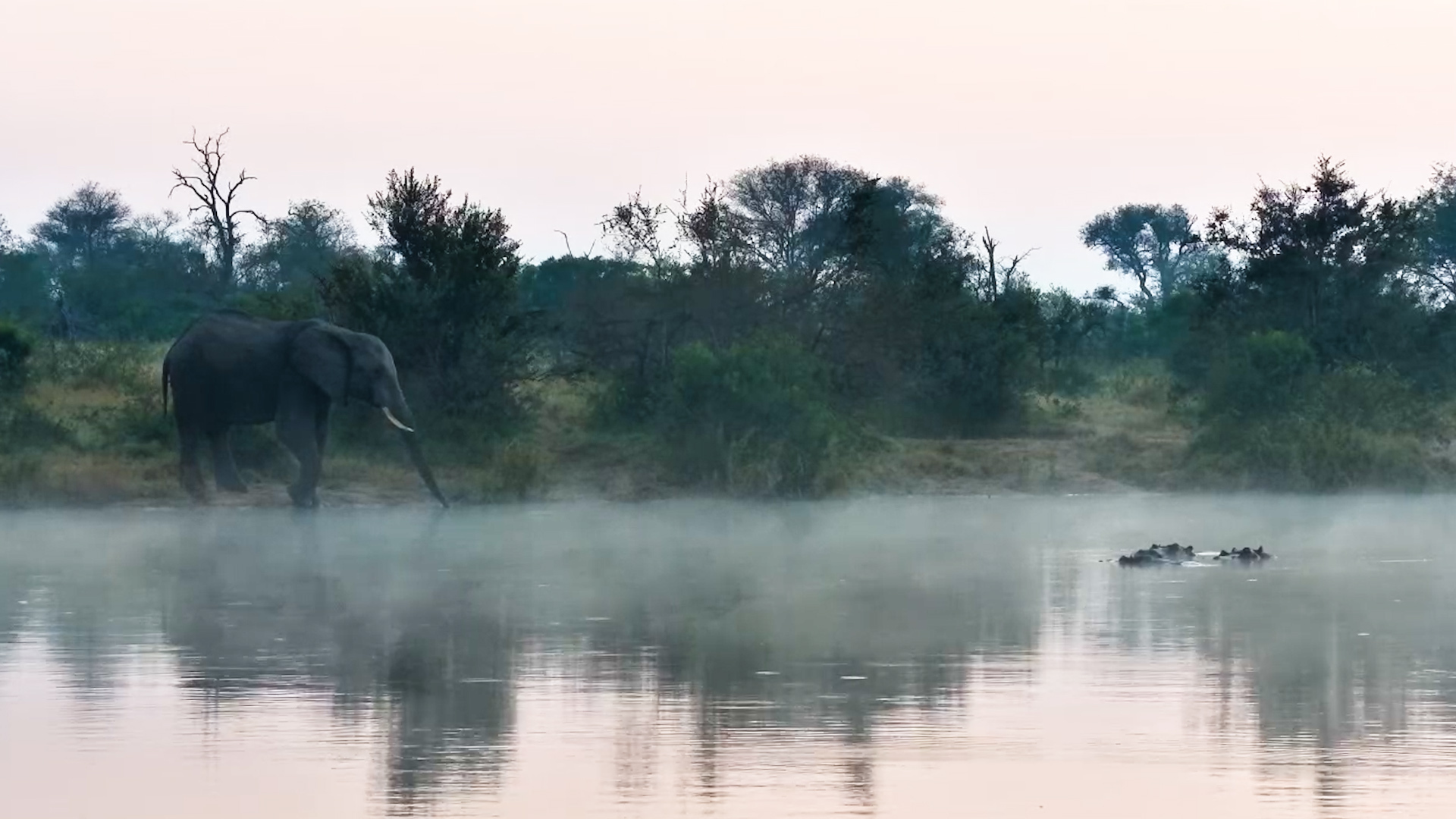 Mist Rose Off the Water as the Elephant Drank