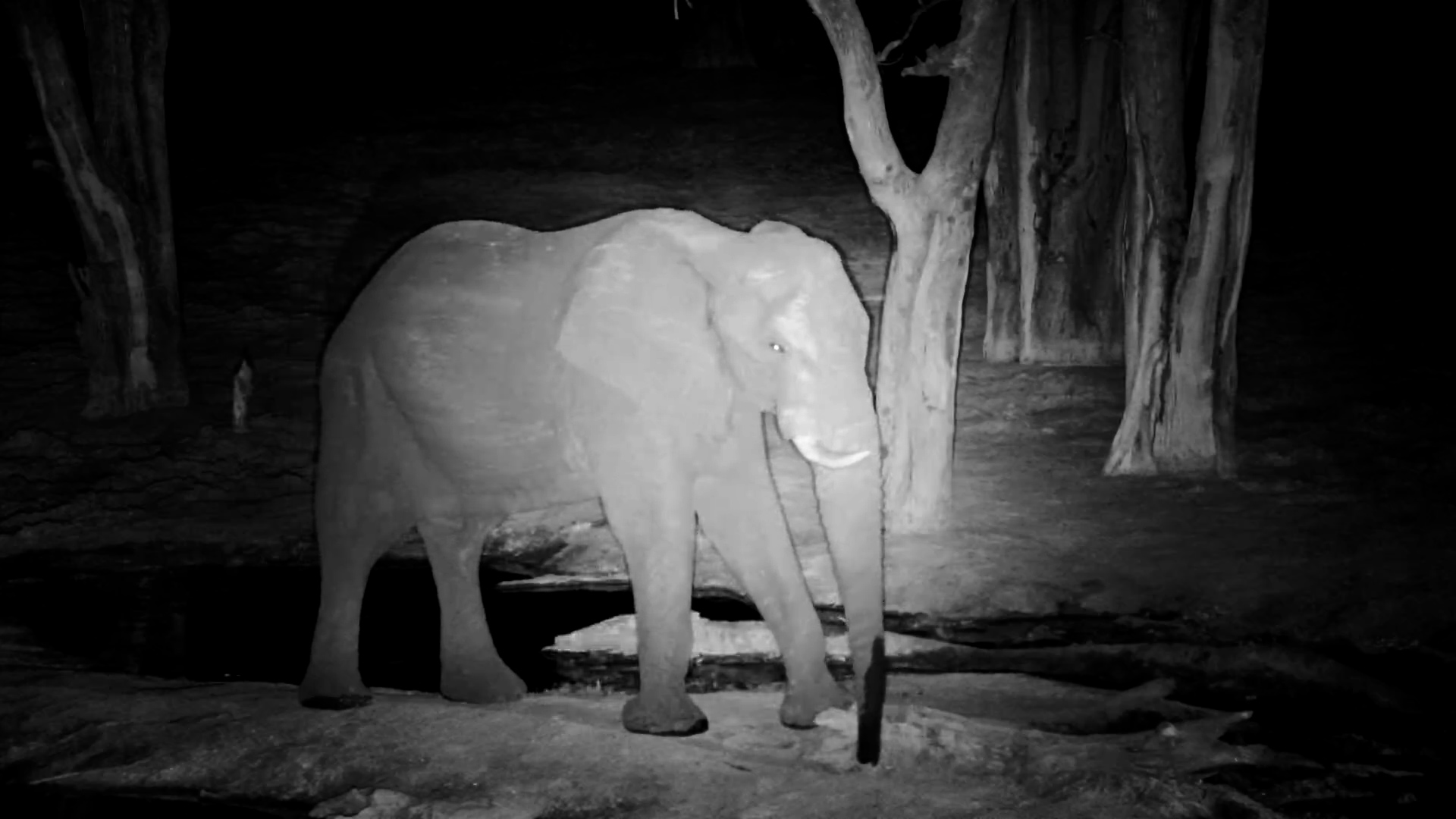 Elephant Enjoys a Quiet Sip at Elephant Pan