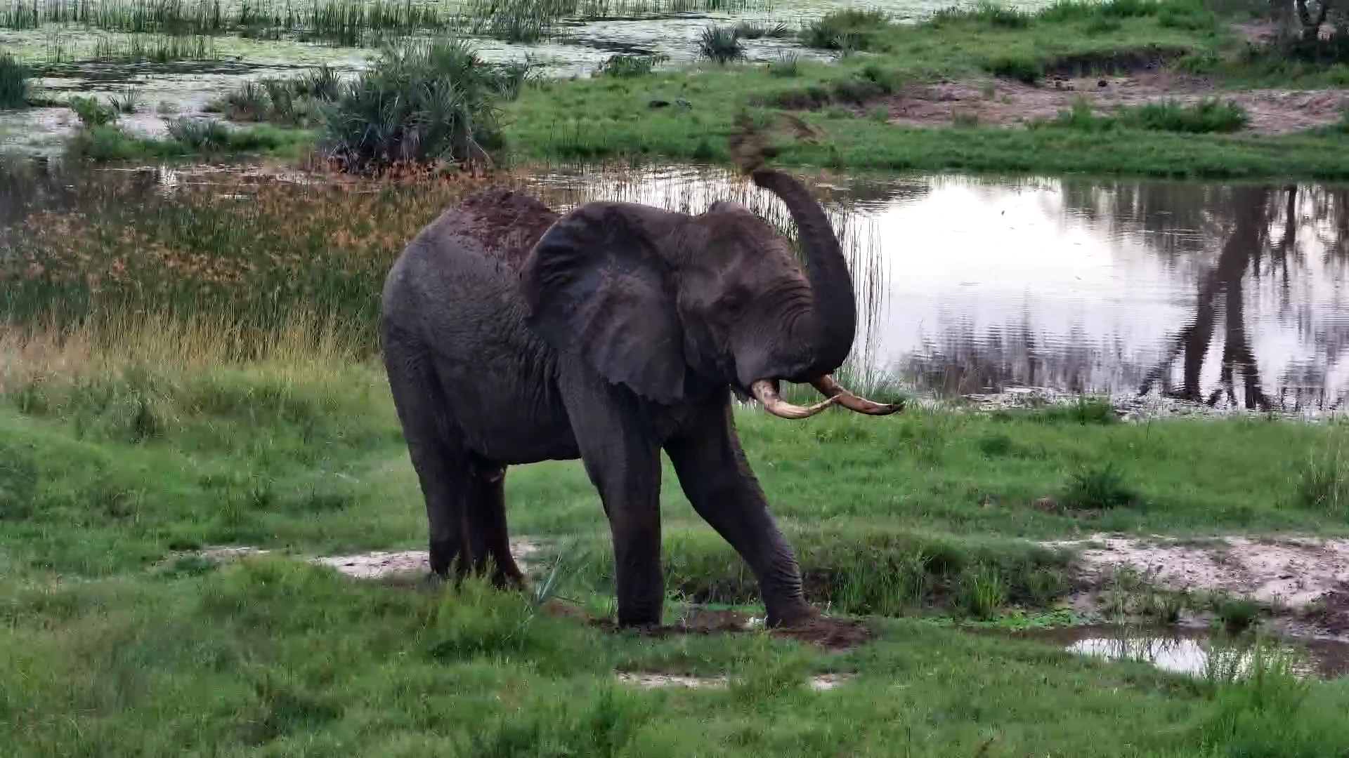 Mud Bath Madness at Tembe!