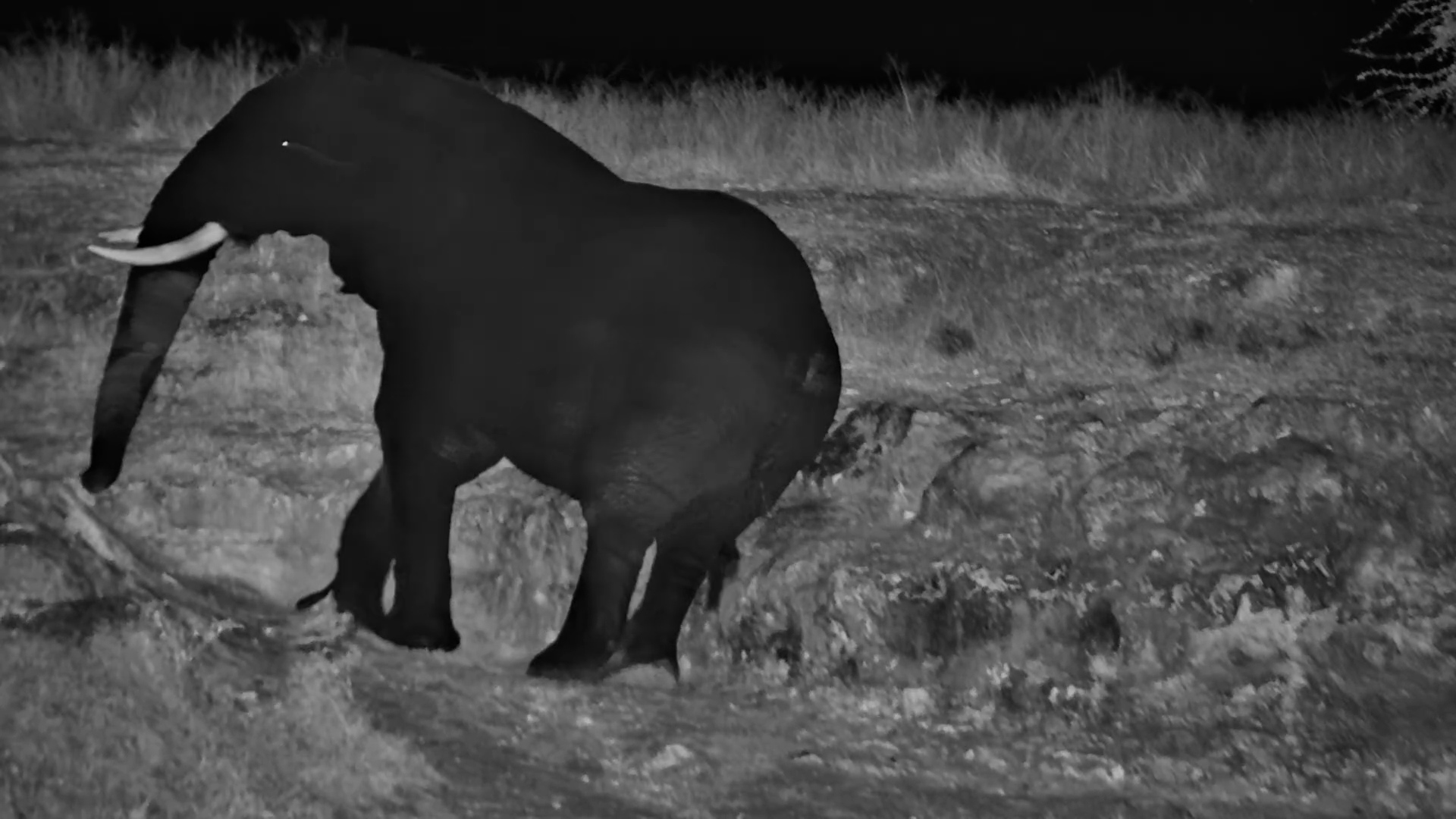 Post-Swim Scratch Session