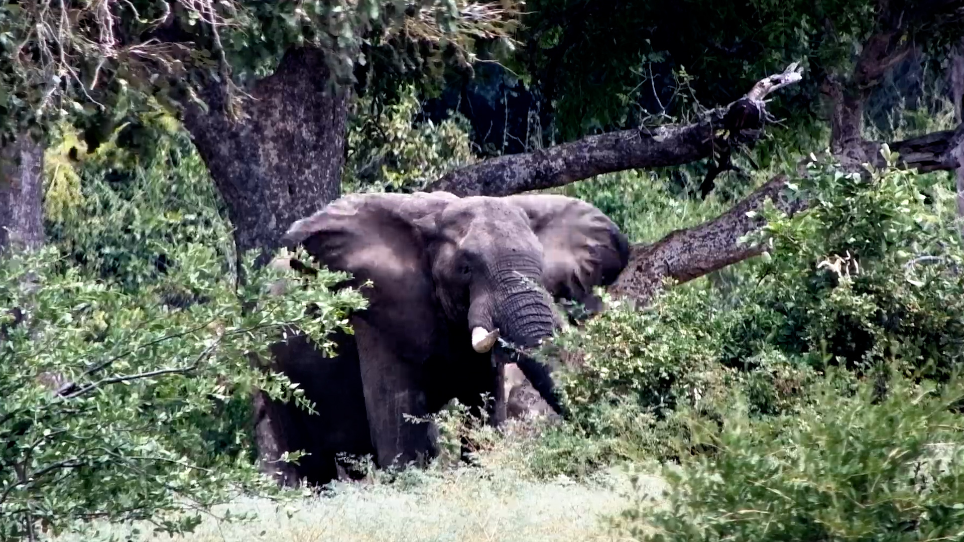 Majestic Elephant's Peaceful Feast by the Zambezi River!