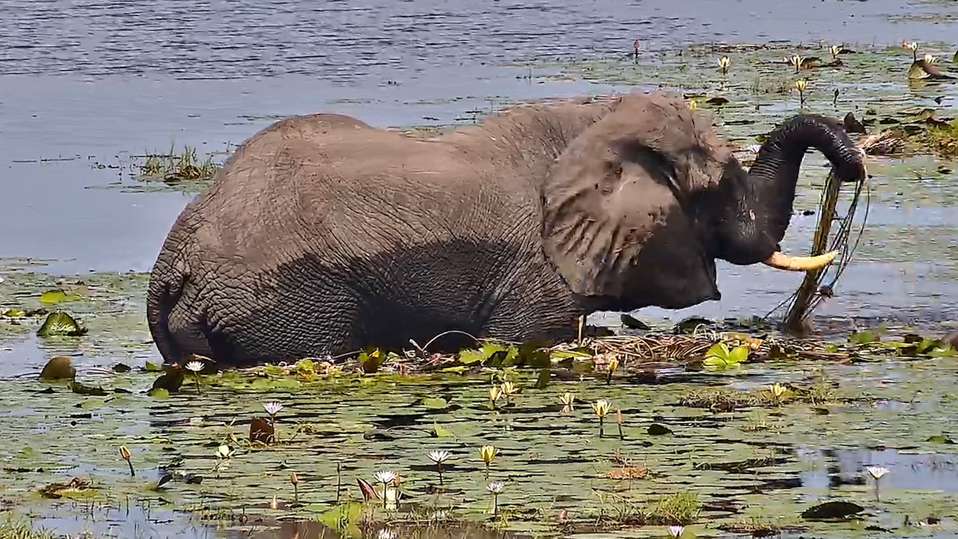 Snack Break in the Shallows