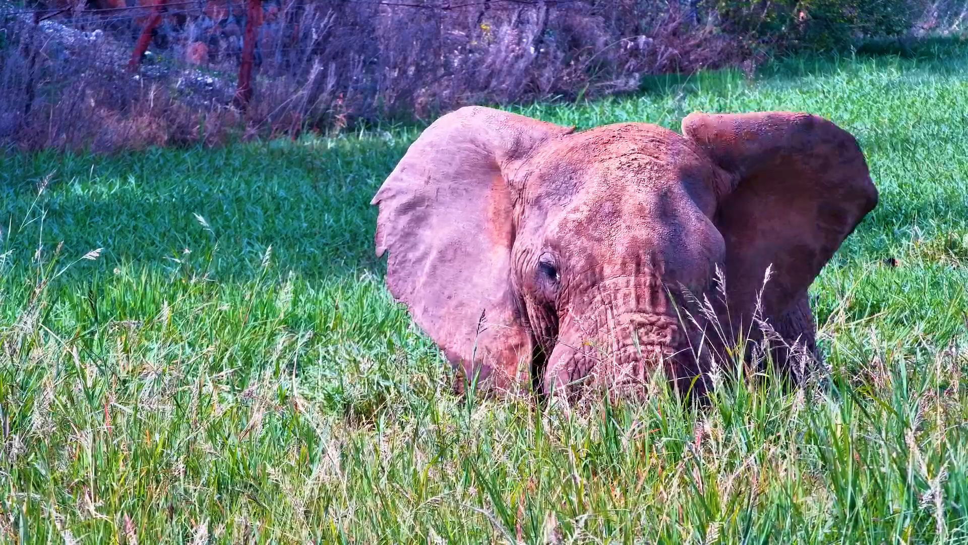 This Elephant Took Dinner Into the Deep End