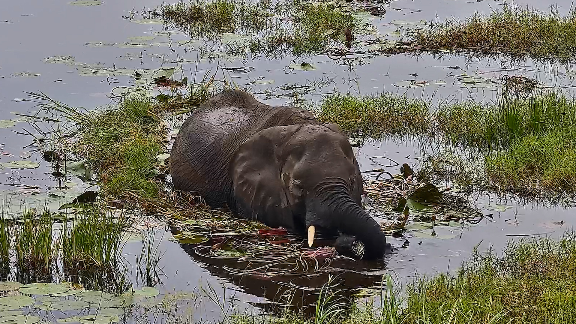 Standing in the Water, Snacking Away