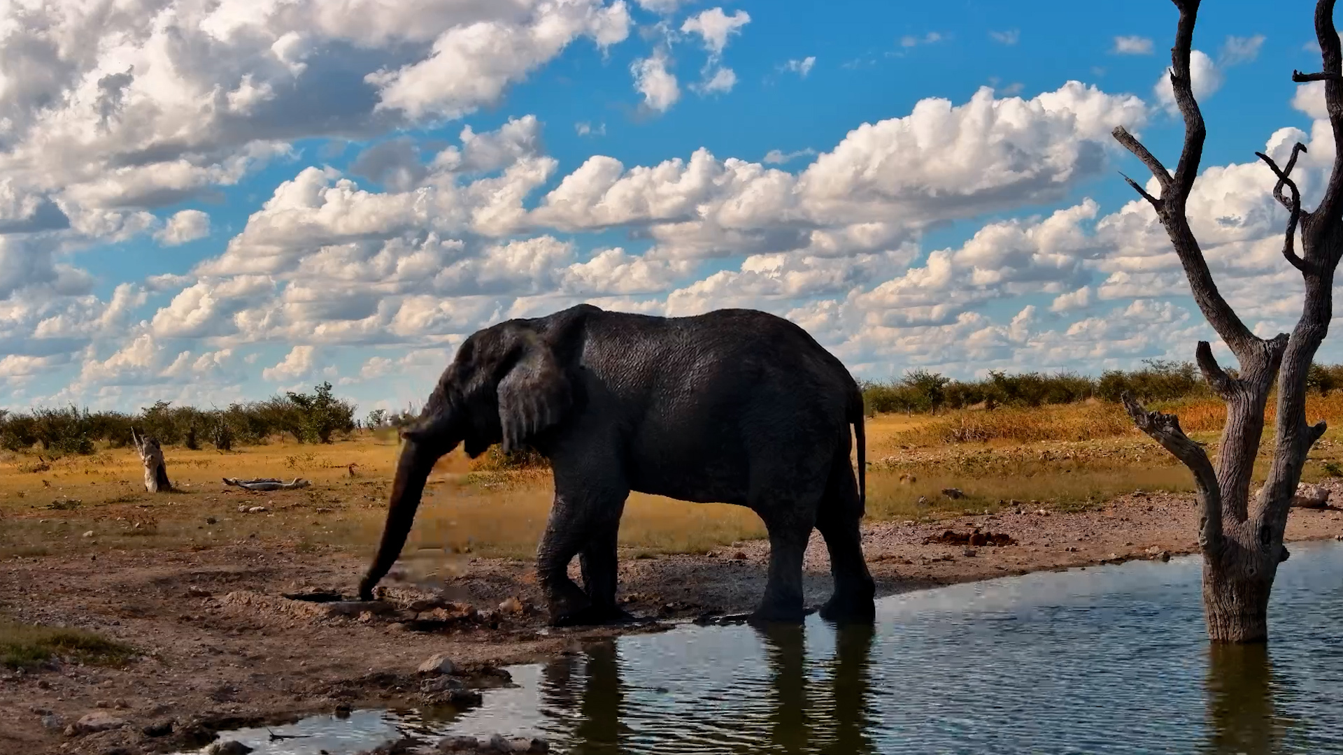 Sip, Splash, Repeat… Elephant Bull Edition