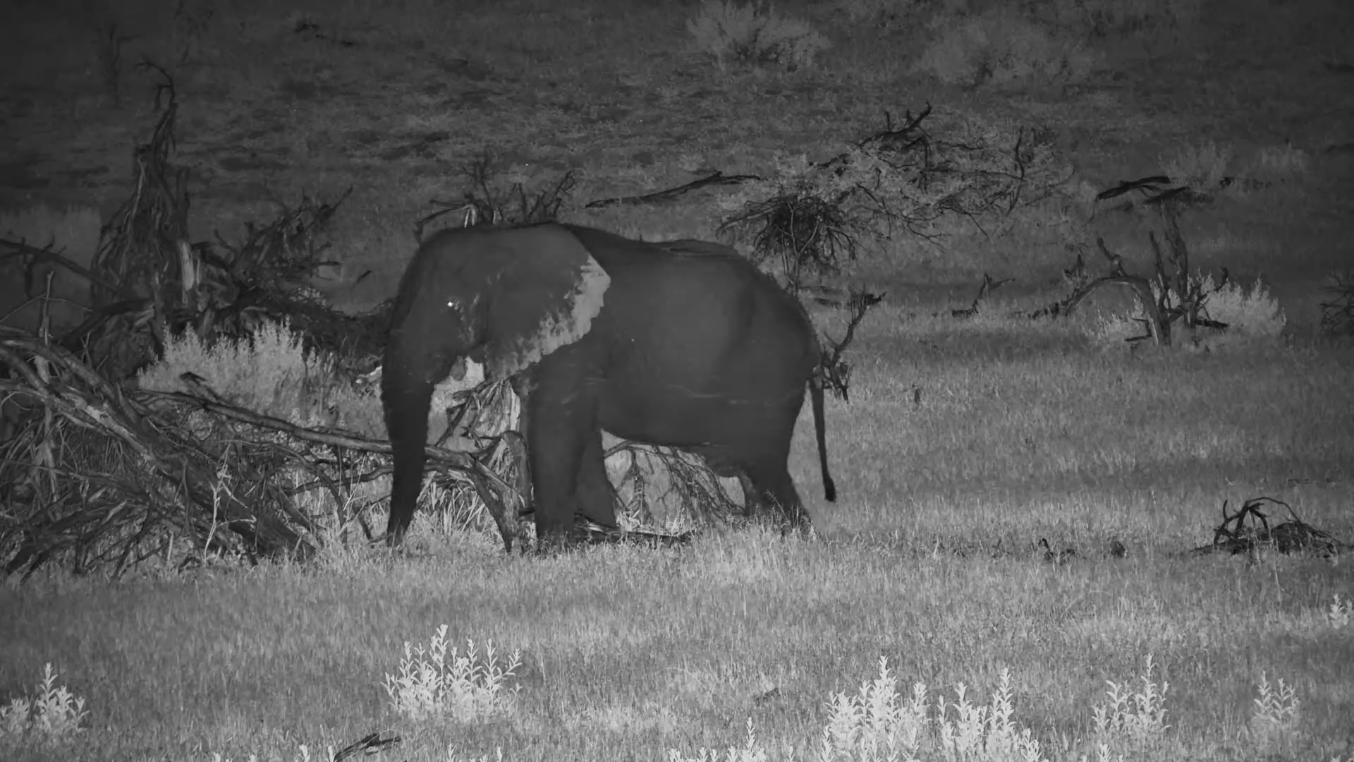 Elephant Enjoys a Scratch on a Fallen Tree