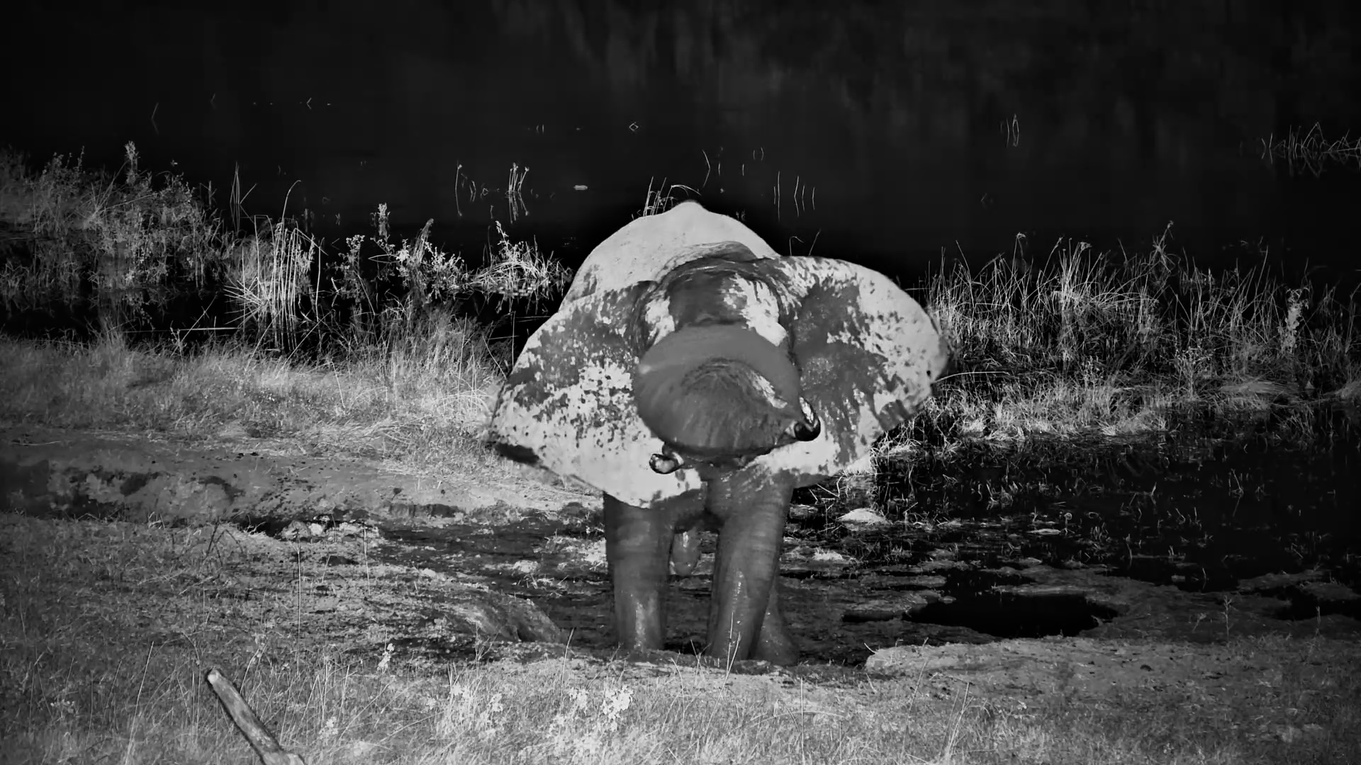 A Giant in the Dark, Rolling in Pure Bliss