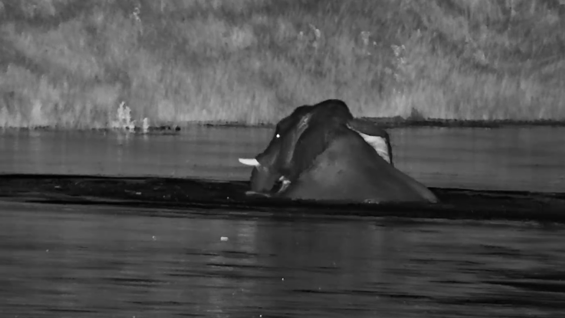 No Shame in the Water: Elephant Living Its Best Life