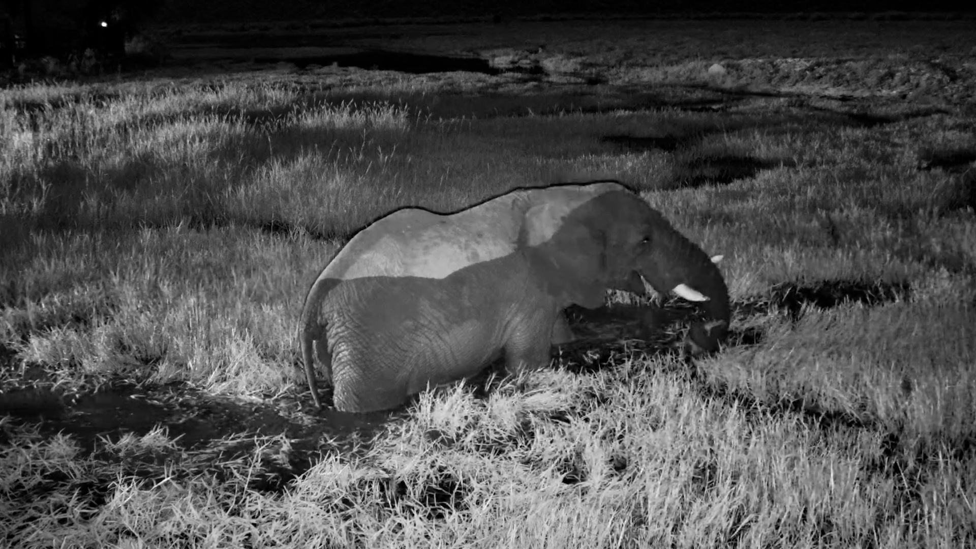 Elephant Eats in the Water