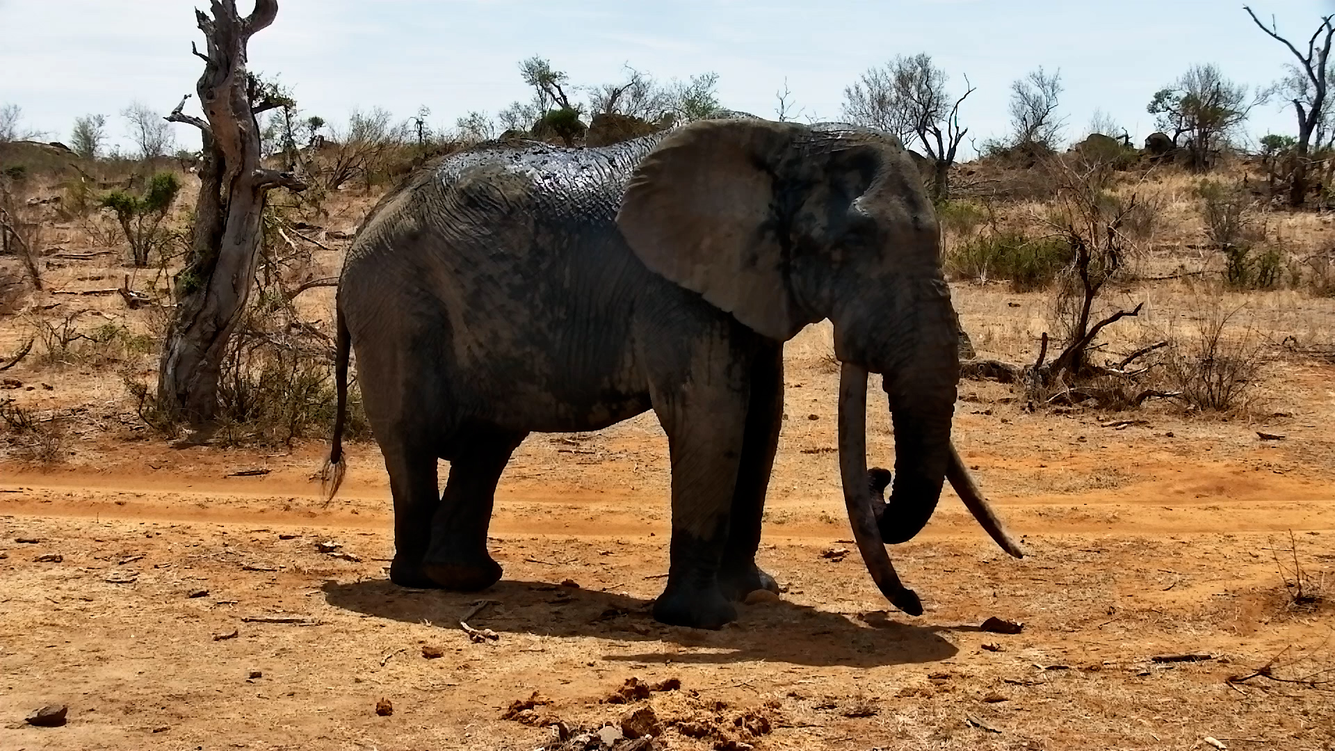 Meet Ezulwini: Africa’s Legendary Elephant