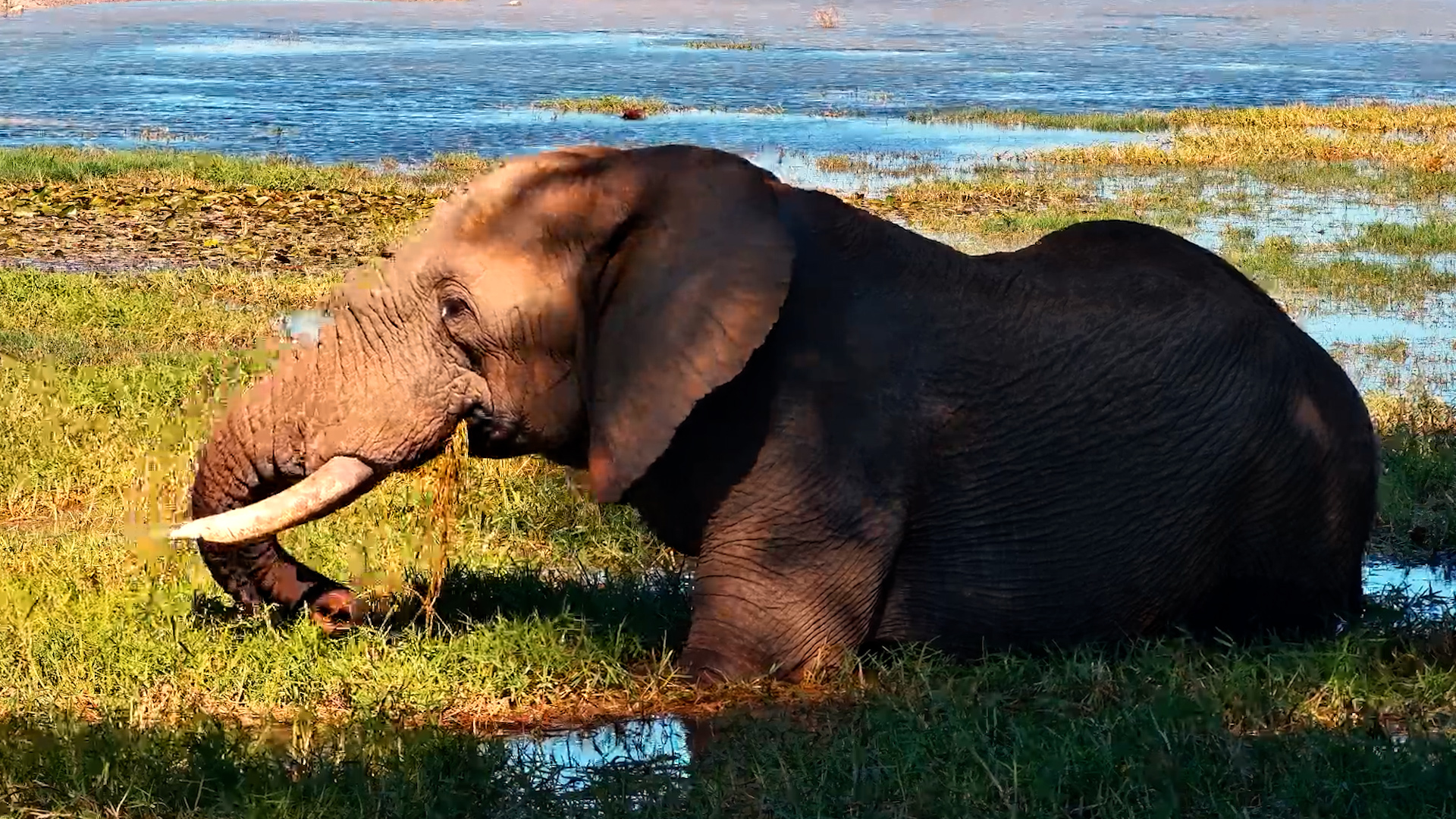 Elephant Feeds While Standing in the Waterhole