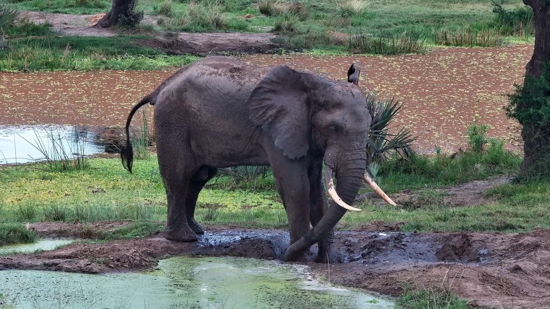 Lone Elephant Enjoys A Muddy Refreshment