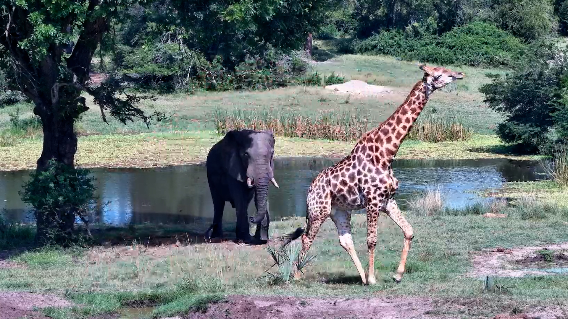 An Elephant Gently Escorts a Giraffe Away From the Waterhole