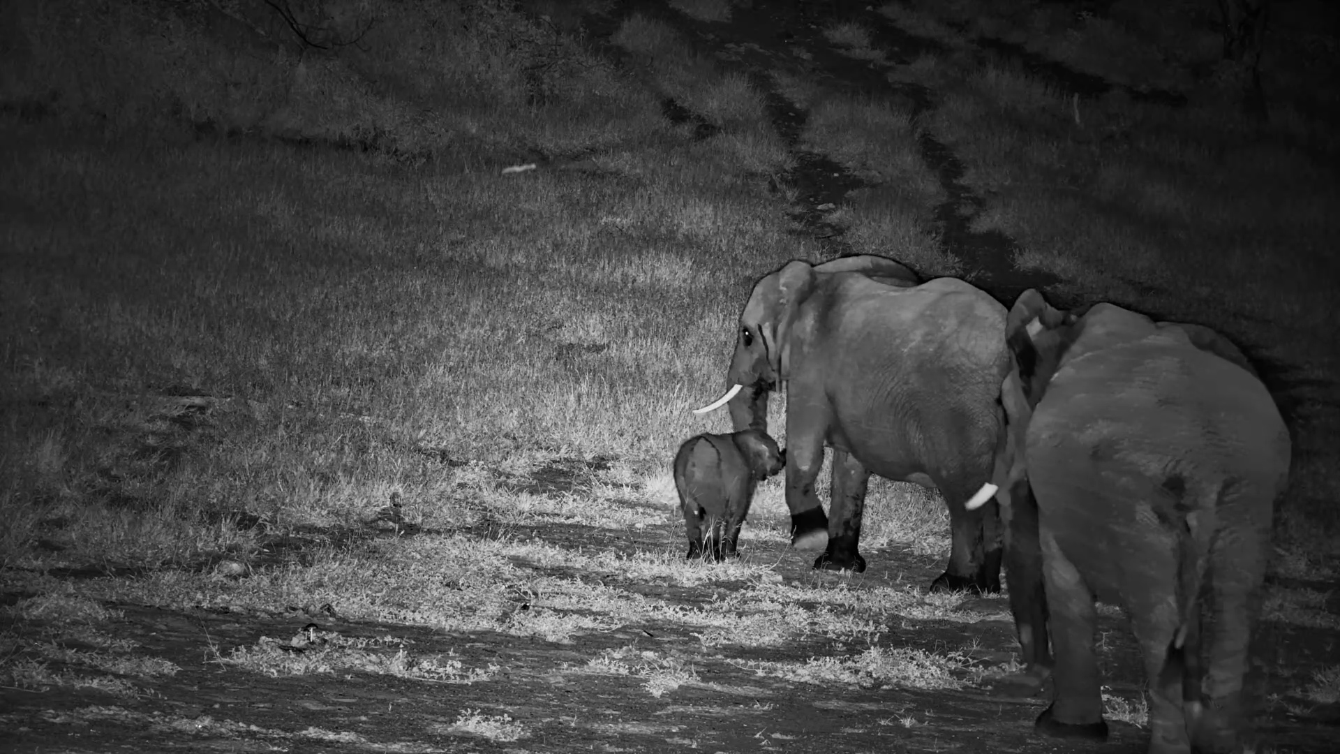 Elephant Family with Calf at Meno a Kwena