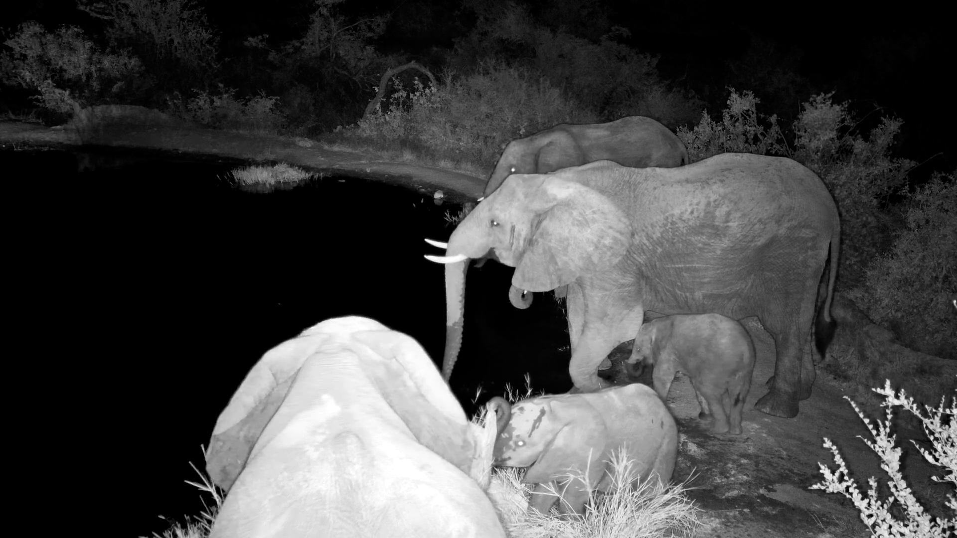 Baby Elephant Explores