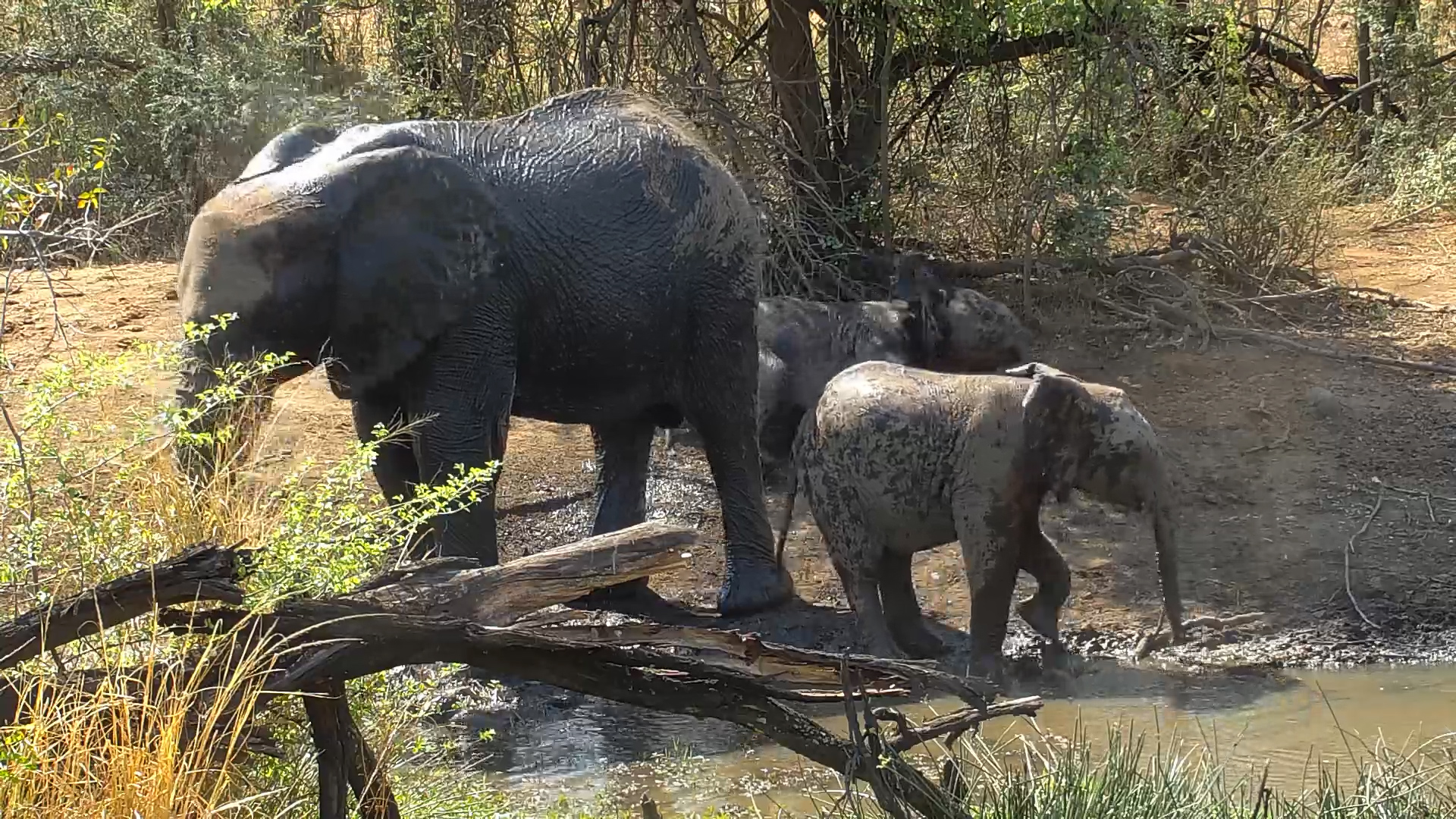 Elephants Chill by the Waterhole