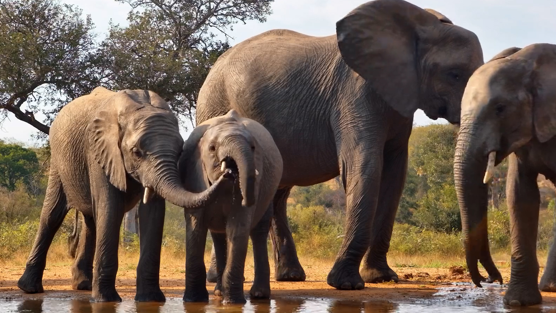 A Perfect Gathering of Giants