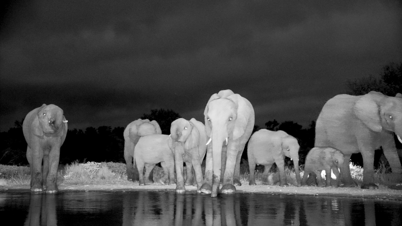 Midnight Water Break | Elephants in the Dark
