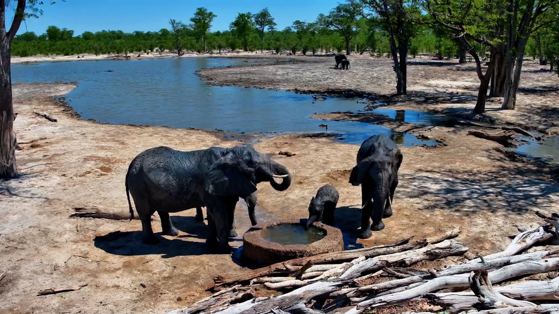 Elephant Calf Learns to Drink at Elephant Pan