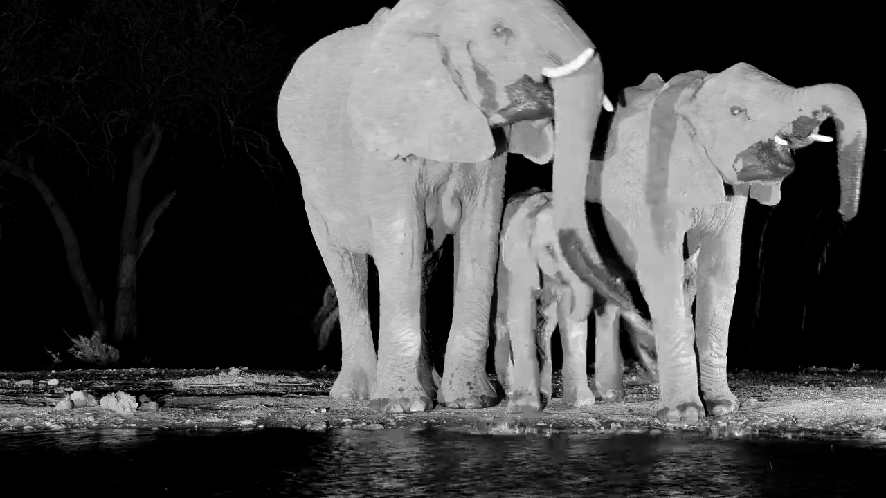 Elephant Mom and Calves at Night