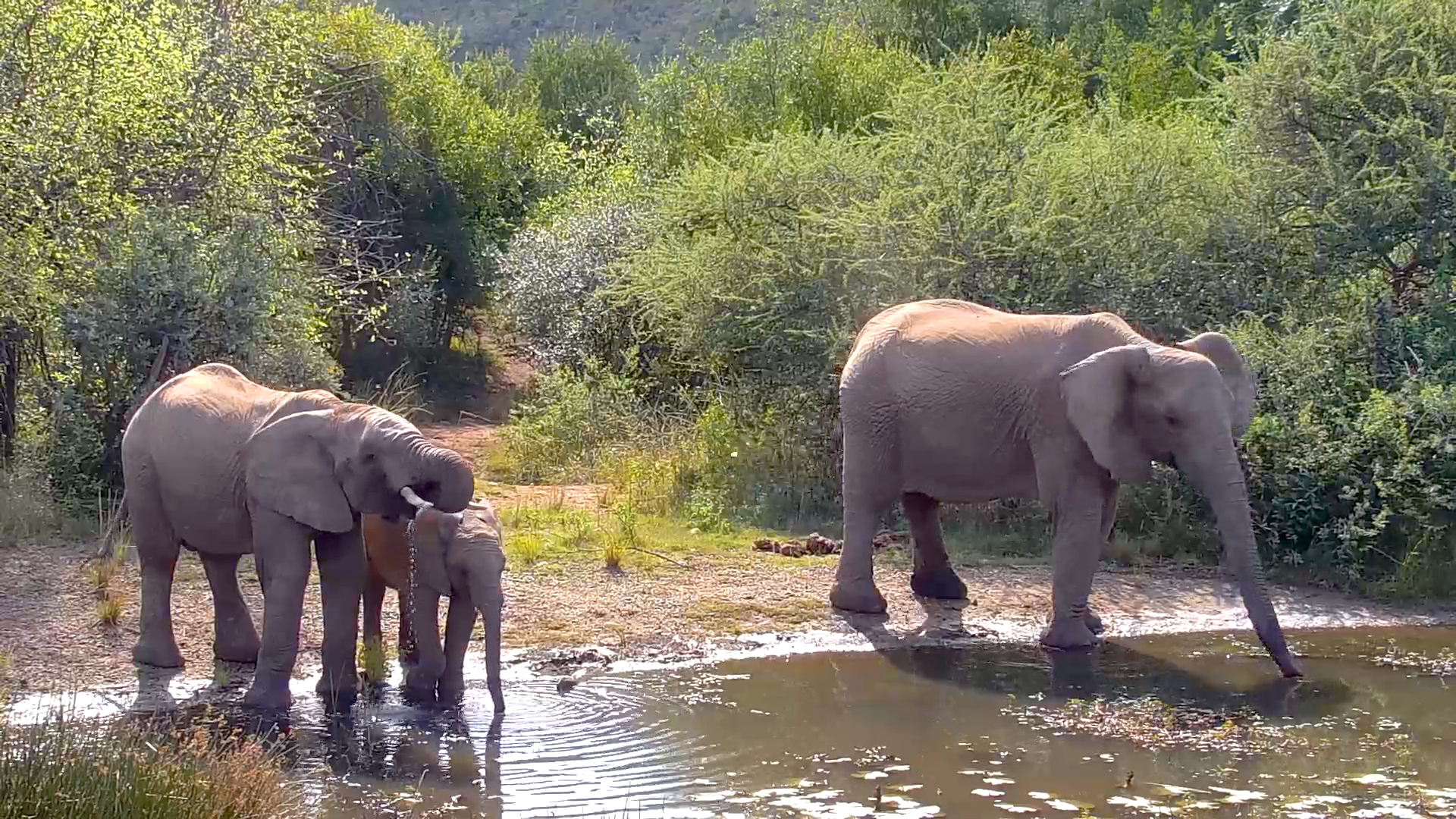 An Elephant Family Gathered at Kwa Maritane