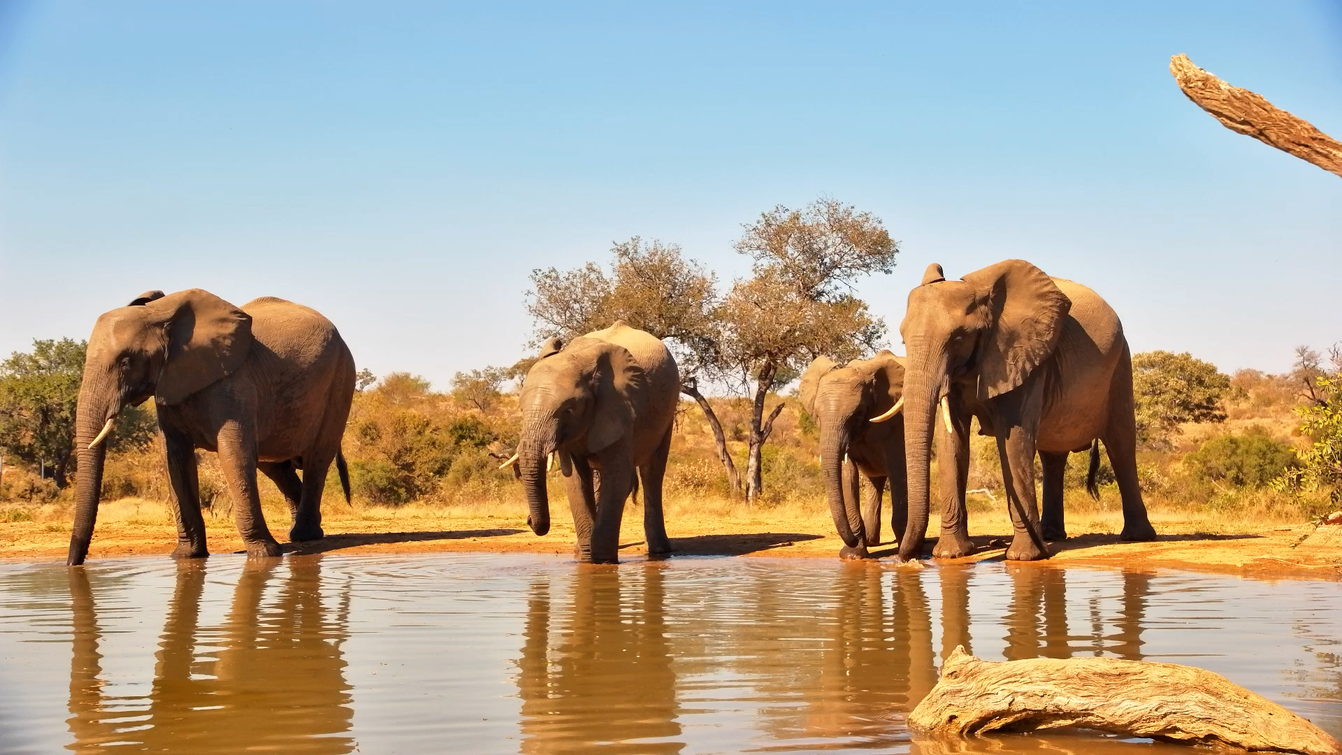 A Small Elephant Family's Water Break