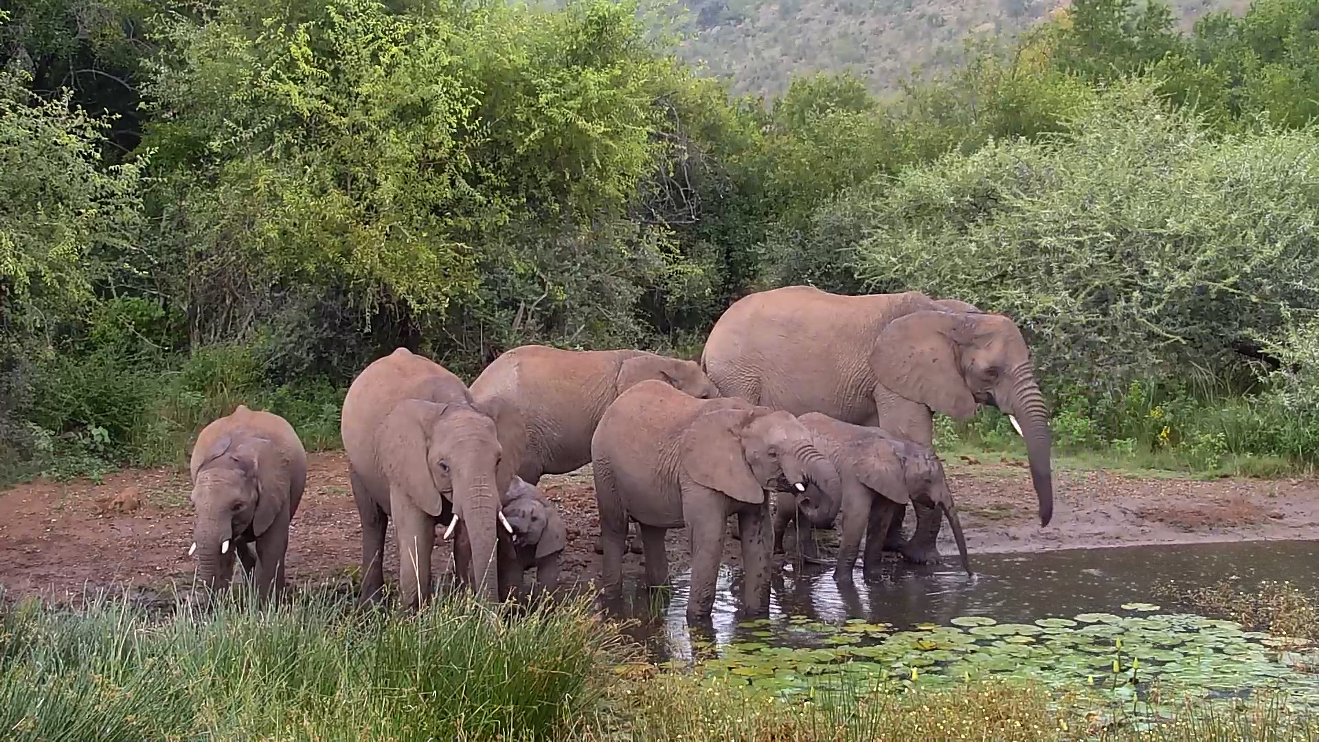 Drinking in the Rain… Elephants Don’t Mind