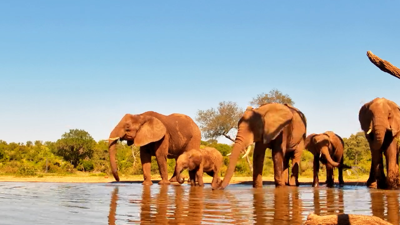 Elephants Drink Together at Kings Camp