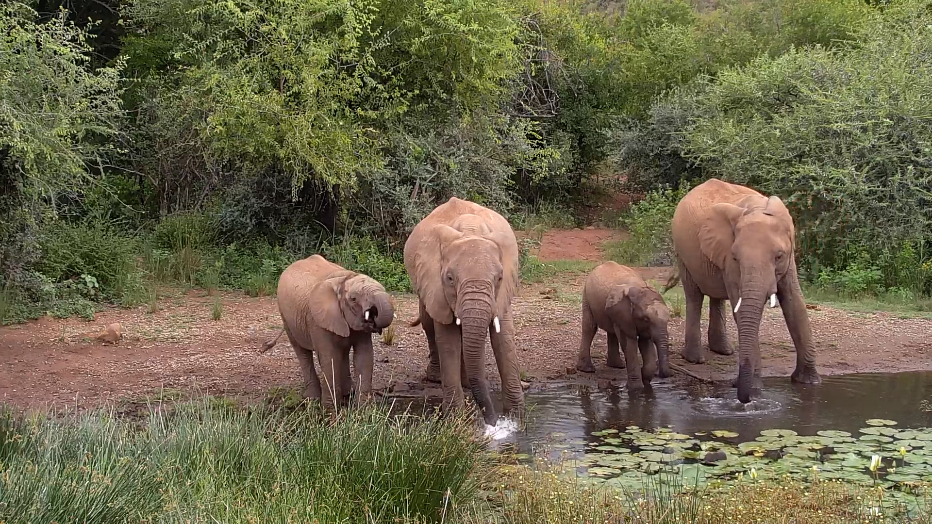 Elephant Family Drinking Together