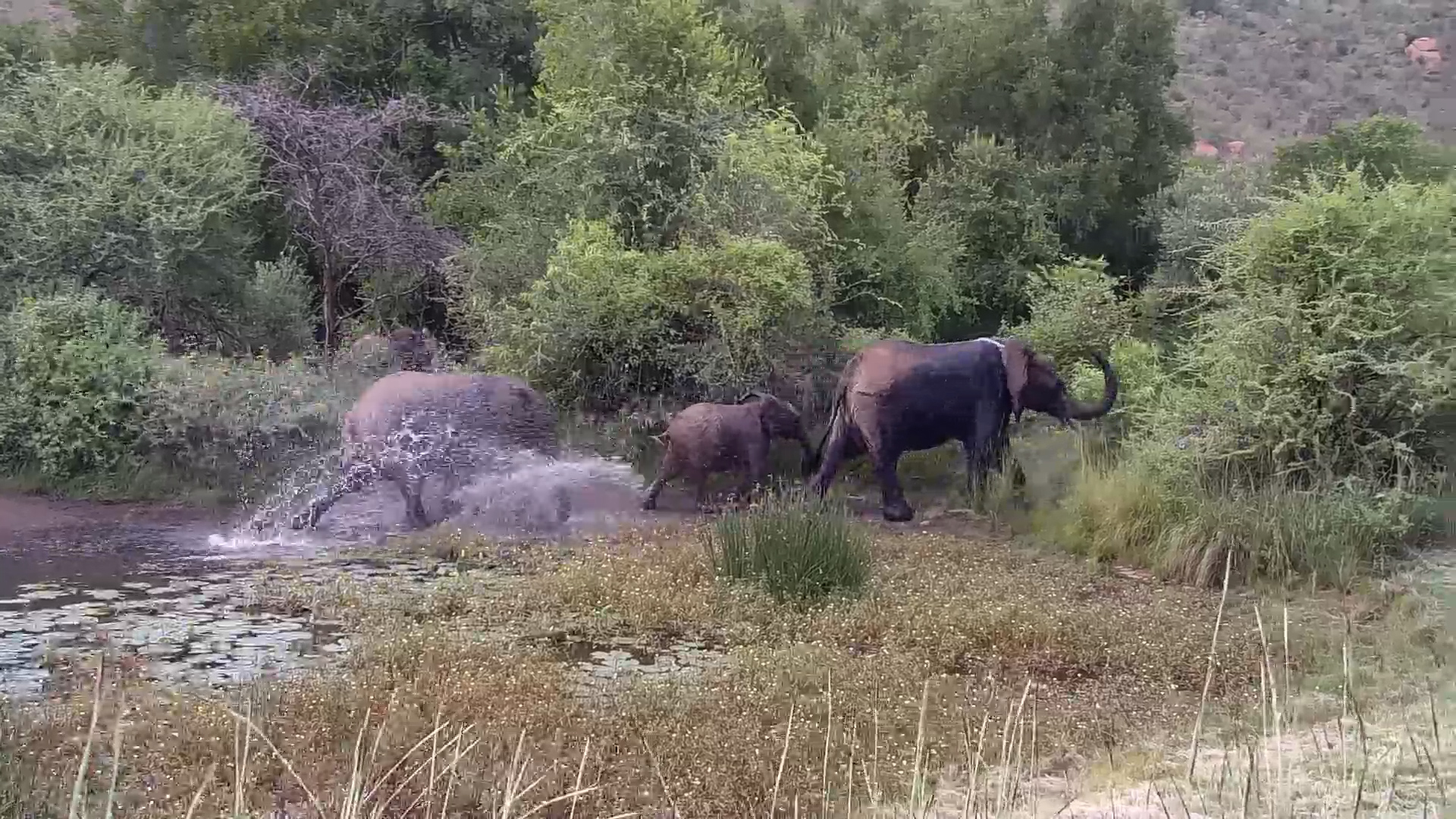 Elephant Family Moments at Kwa Maritane