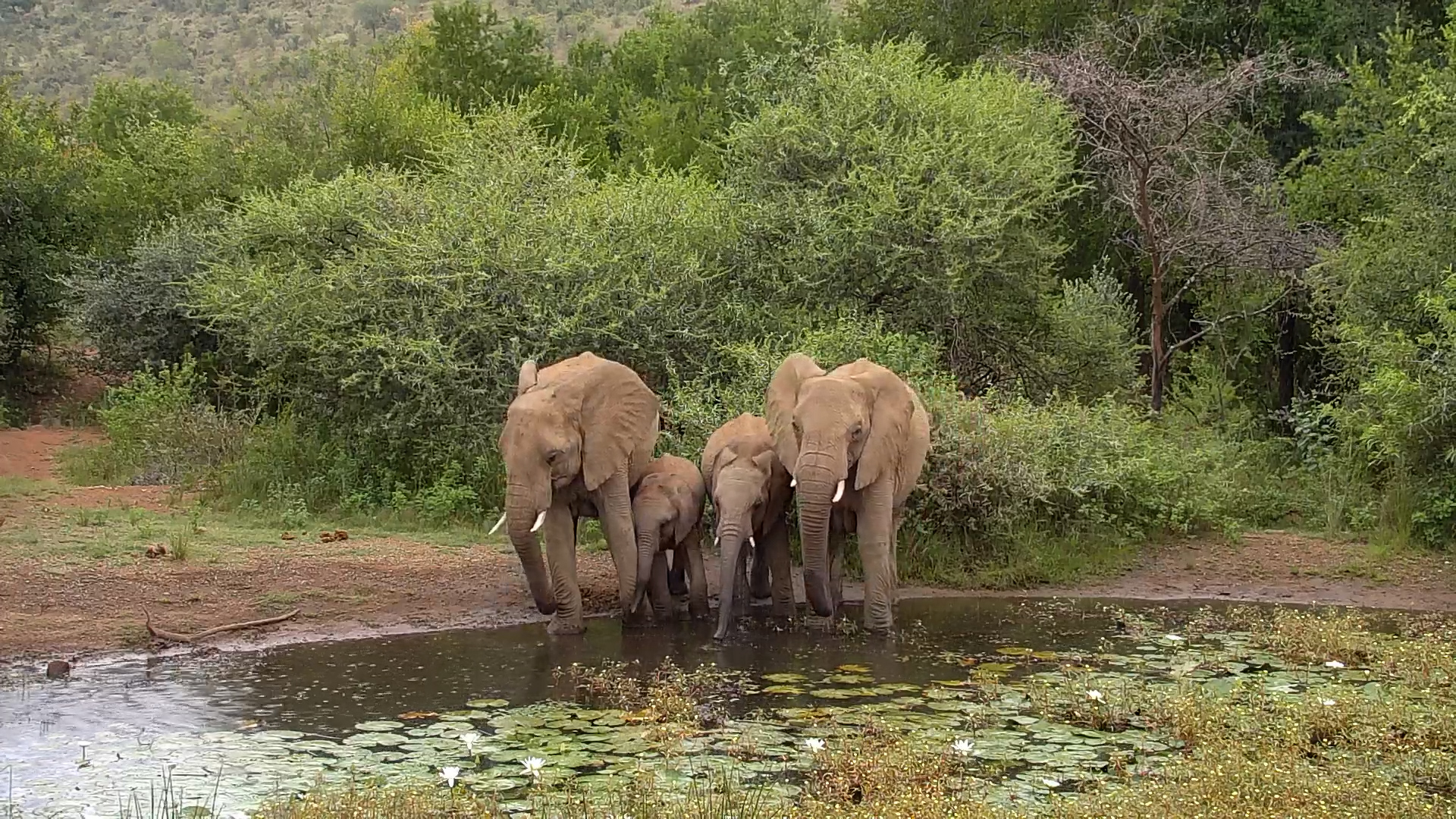 Elephant Family Drinks While the Rain Falls