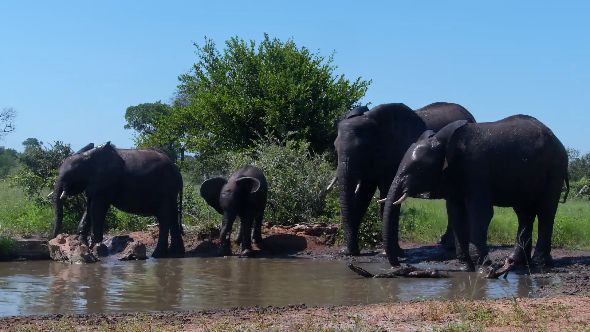 Cooling Down in the Cat Eye Pan