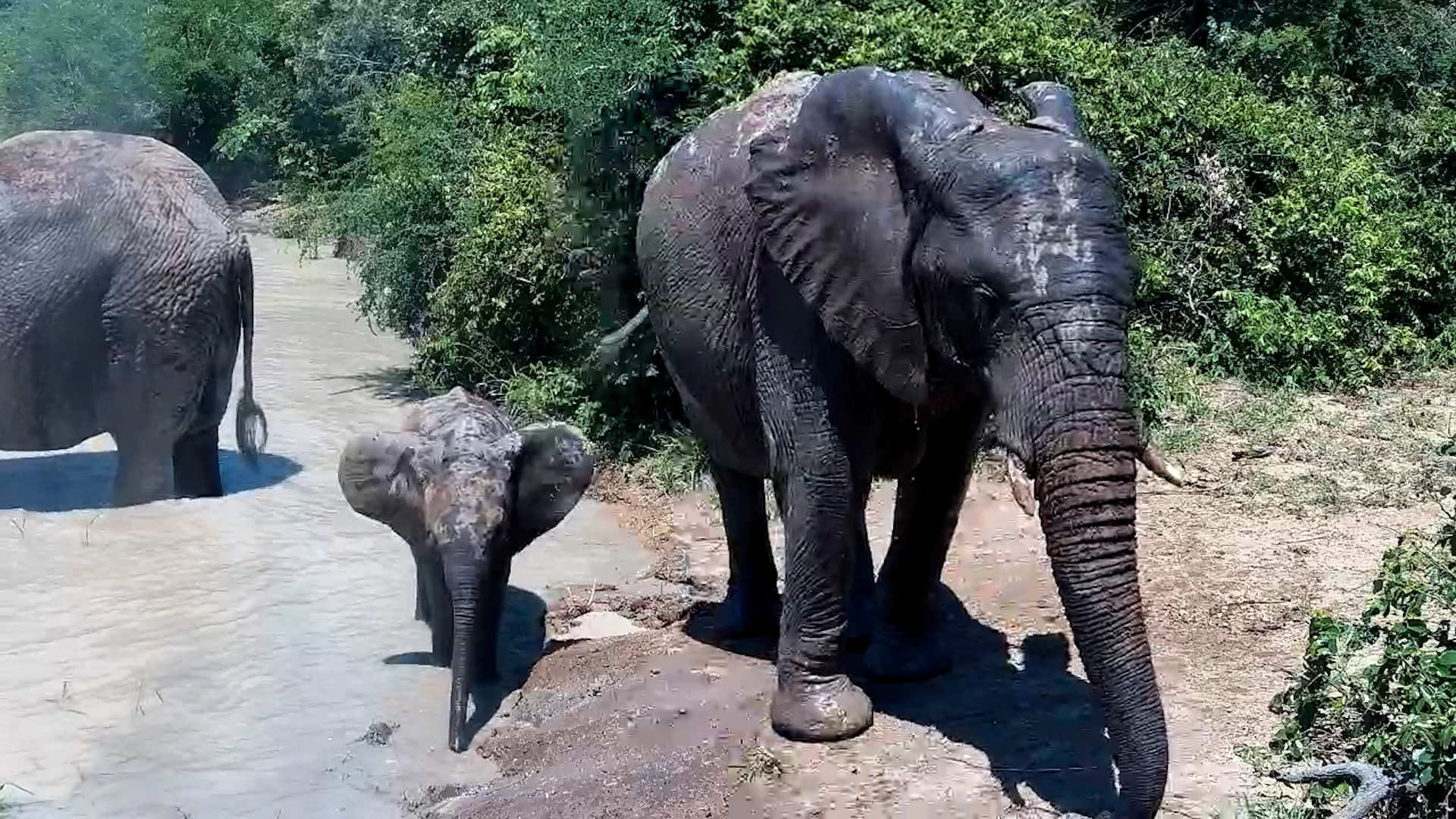 Elephant Family Visits Jabulani
