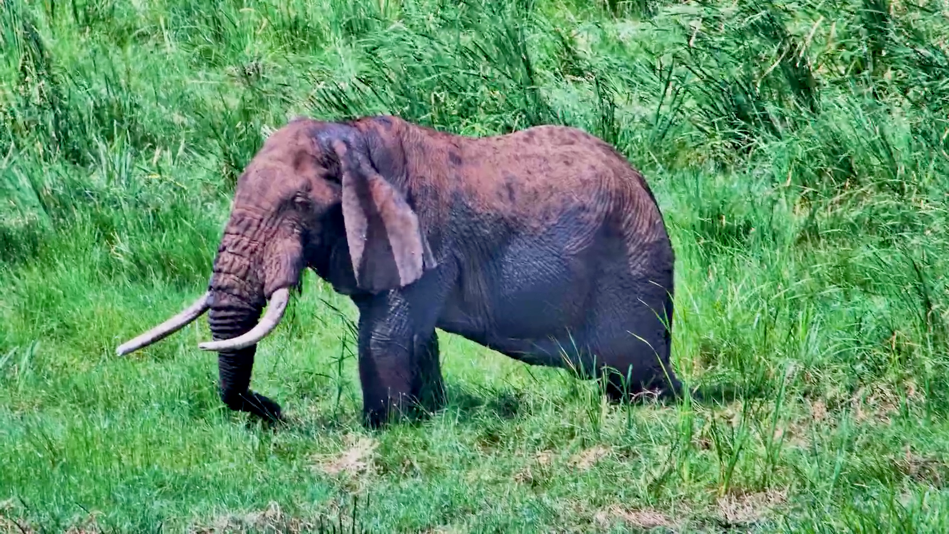 One of Those Elephants You Never Forget