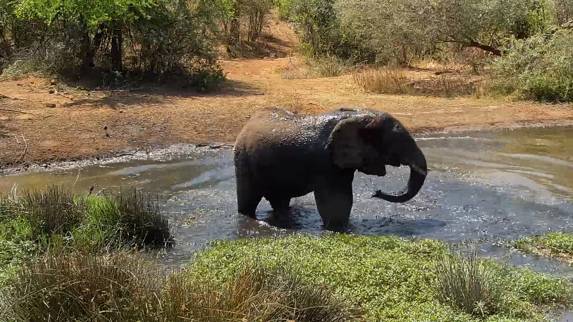 Lone Elephant Relaxes and Cools Off at Kwa Maritane