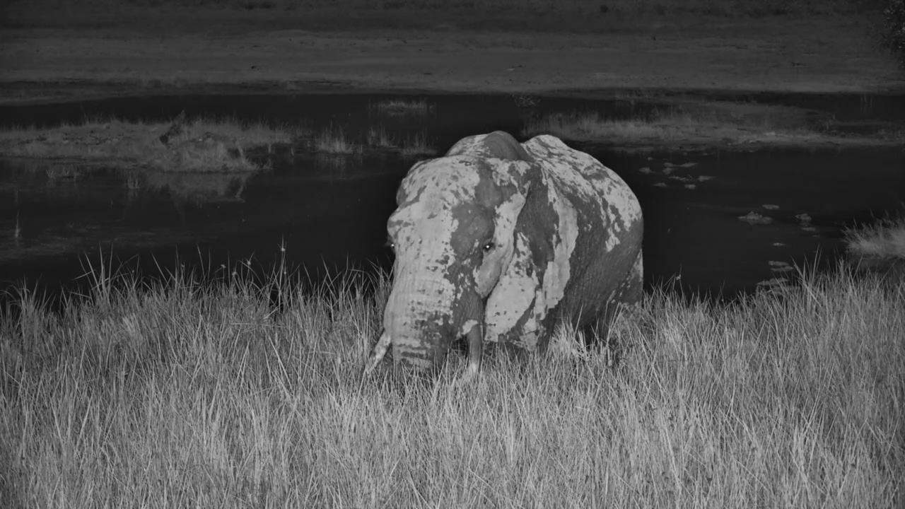 A Giant Feeding in the Silence of the Night