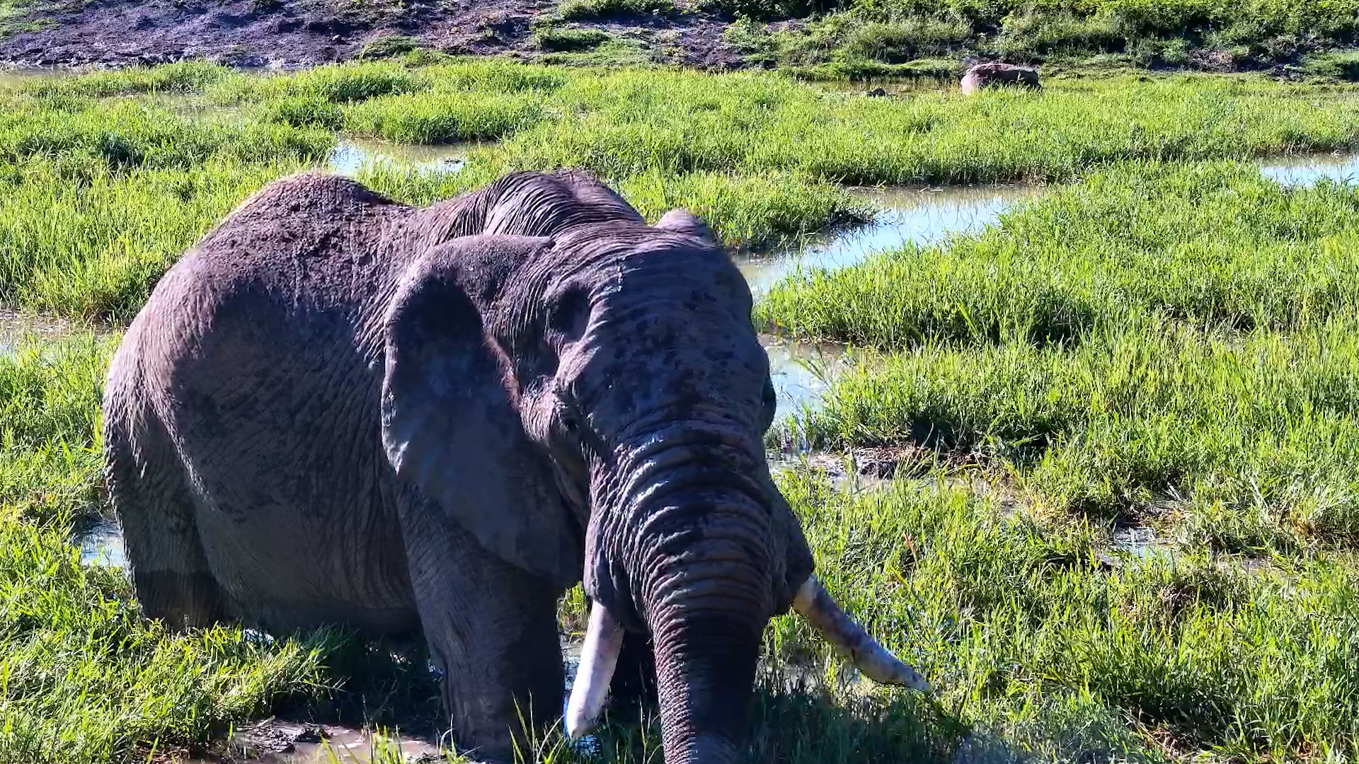 Listen to This Elephant Munching!