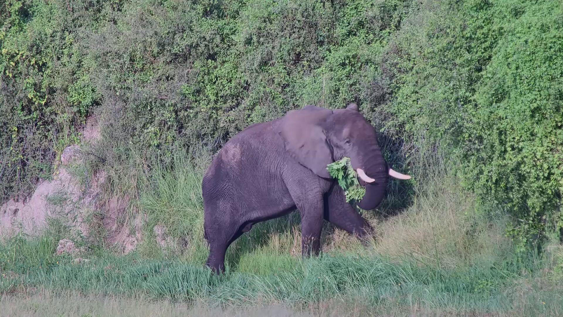 Elephant Snack Break