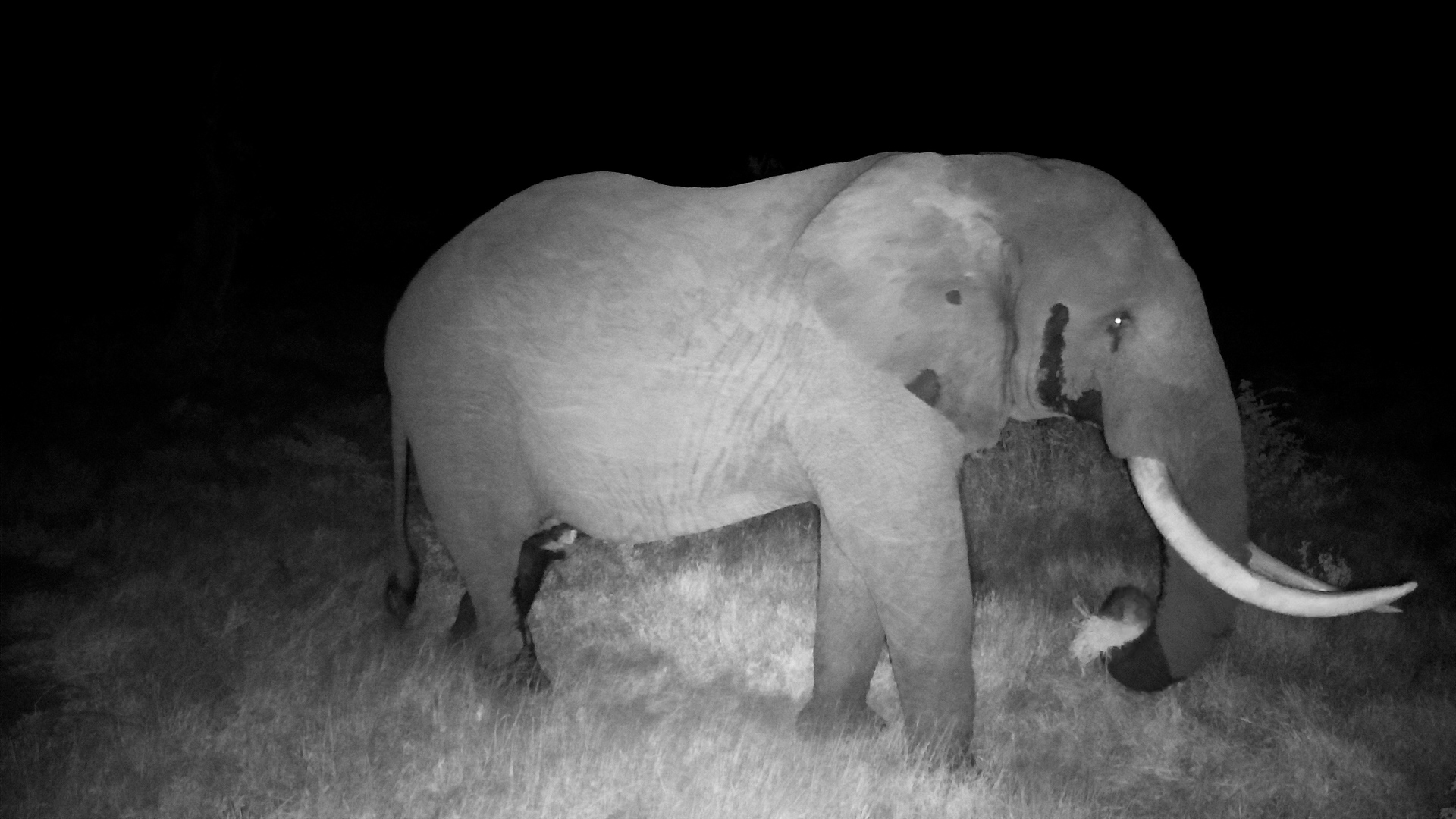 Big-Tusked Elephant Feeding