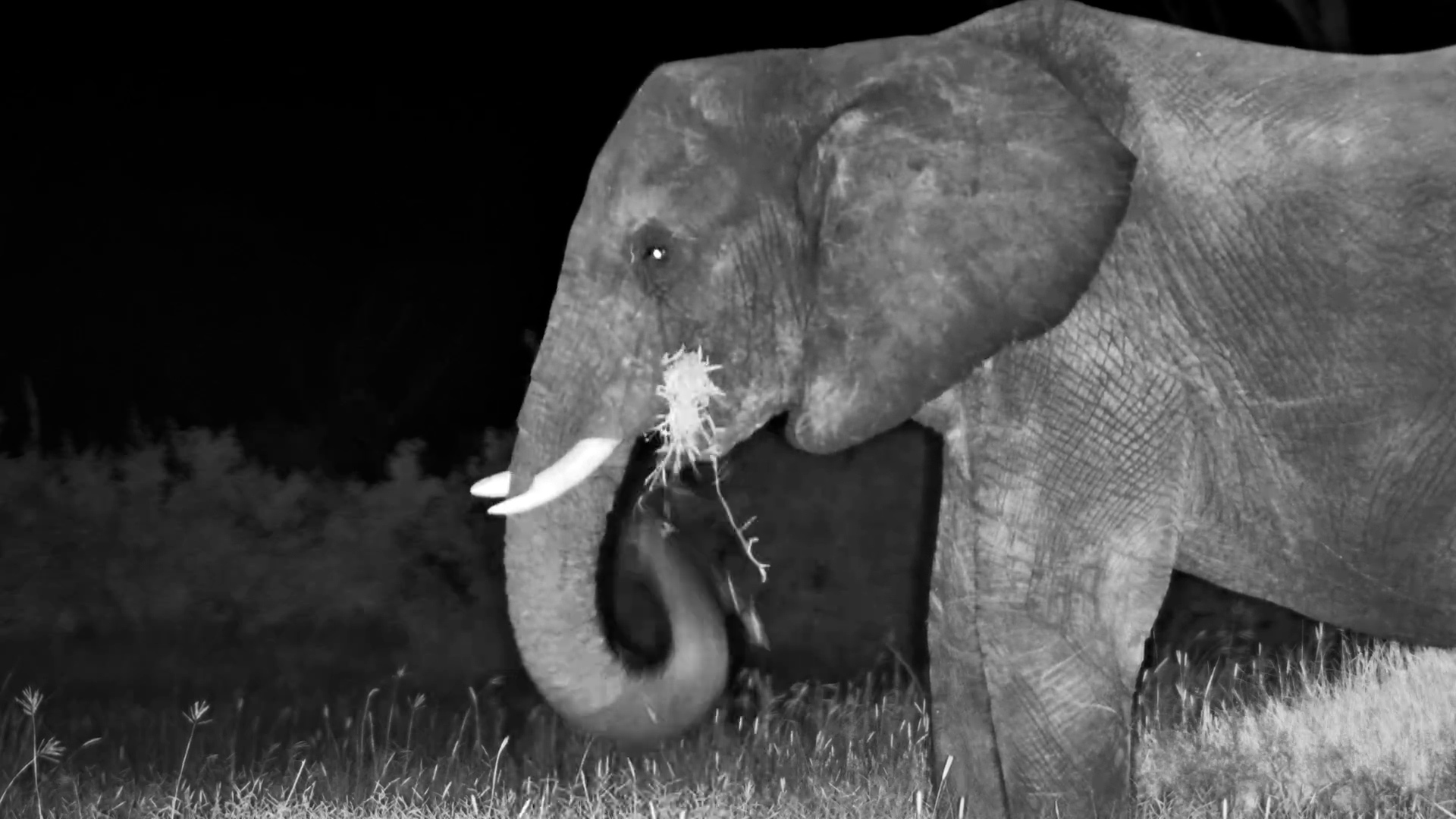 Elephant Munches Grass in the Dark