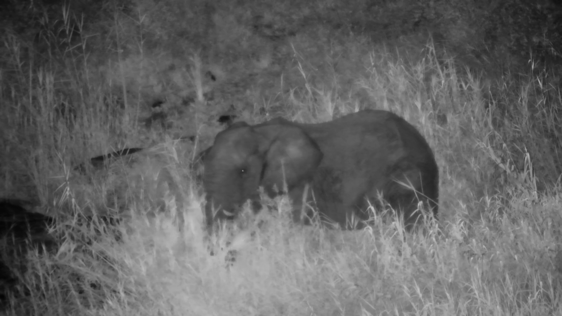 Elephant Grazes in the Riverbed
