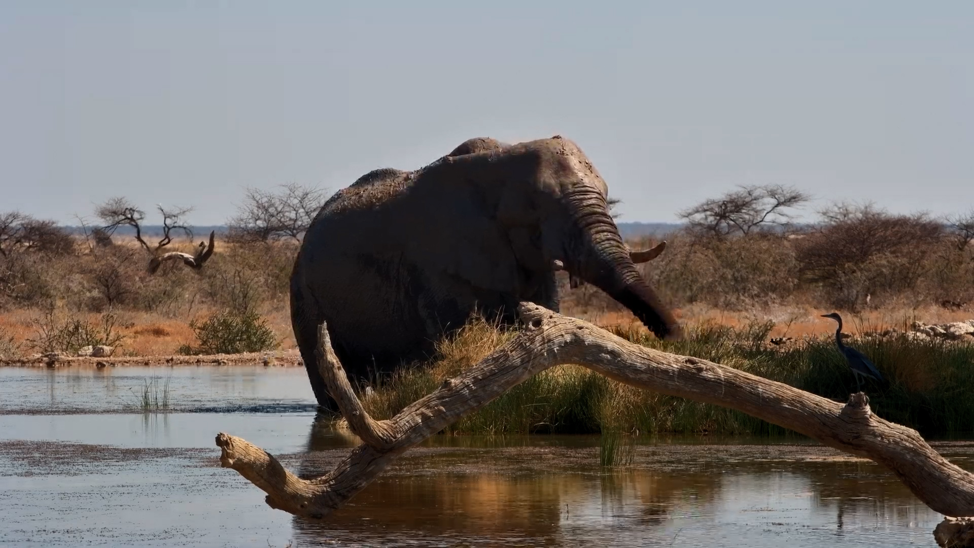 Giant Elephant Bull Soaks & Splashes