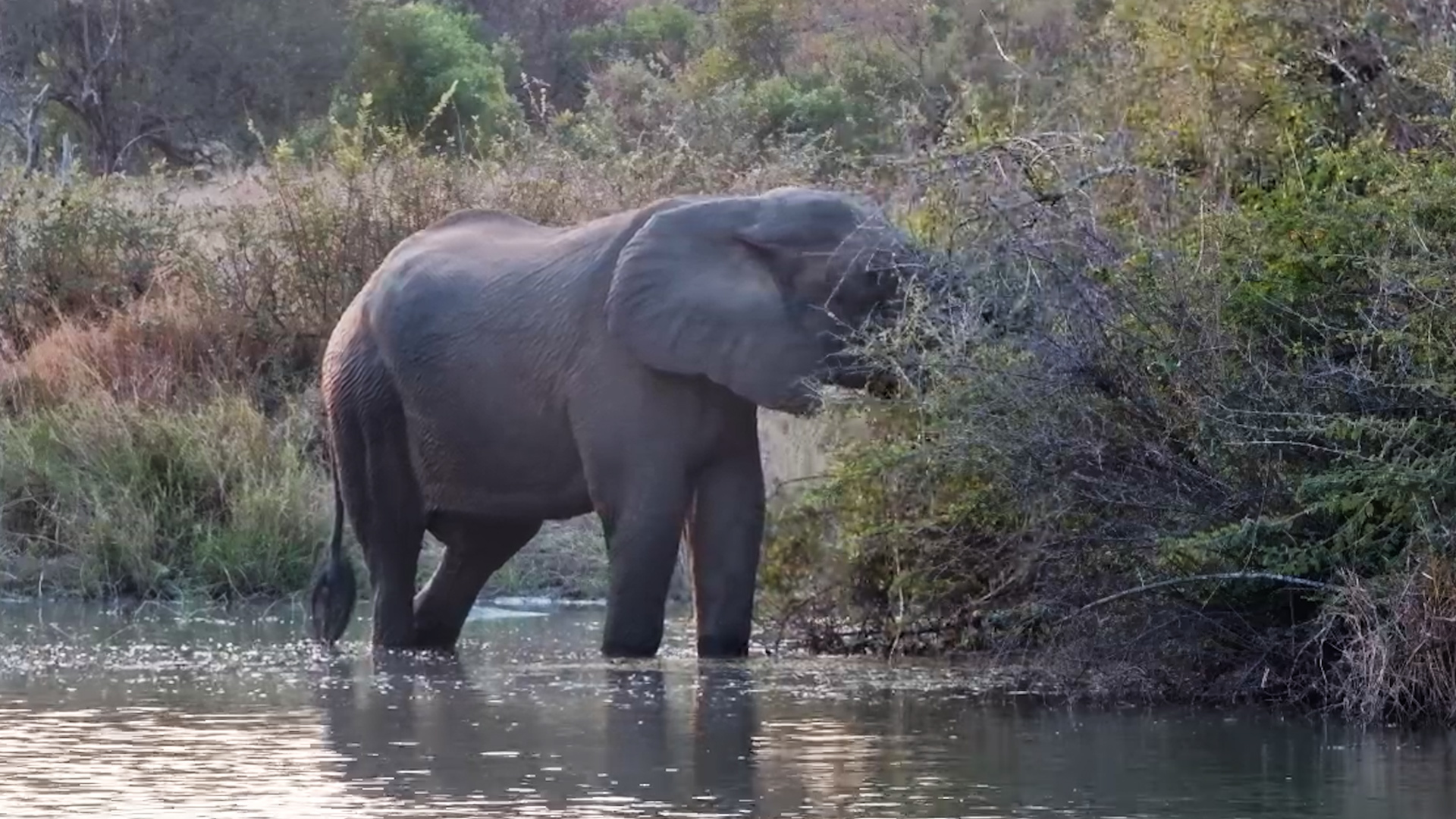 The Calm Side of Elephant Life