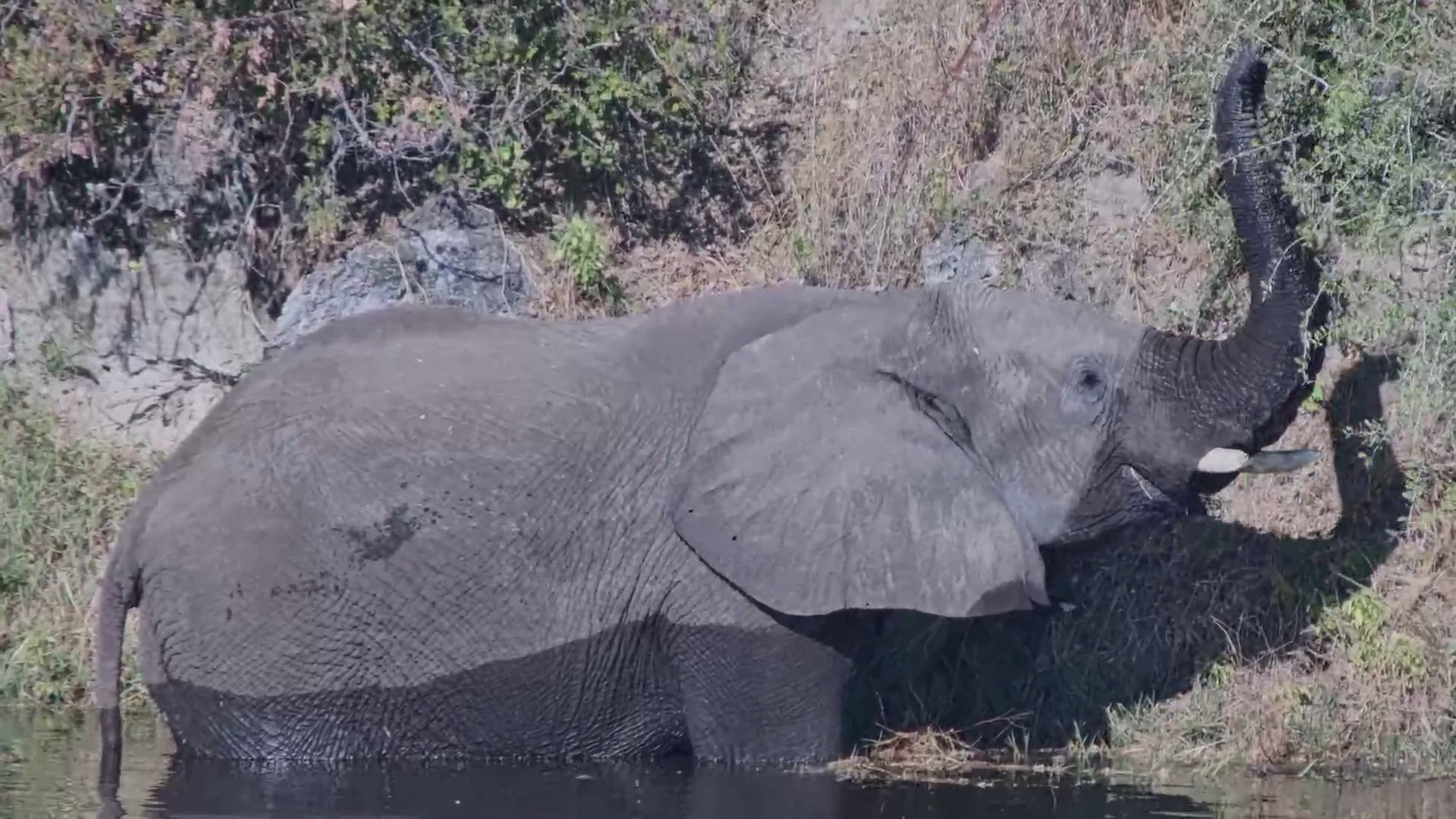 Elephant Found the Perfect Poolside Buffet!