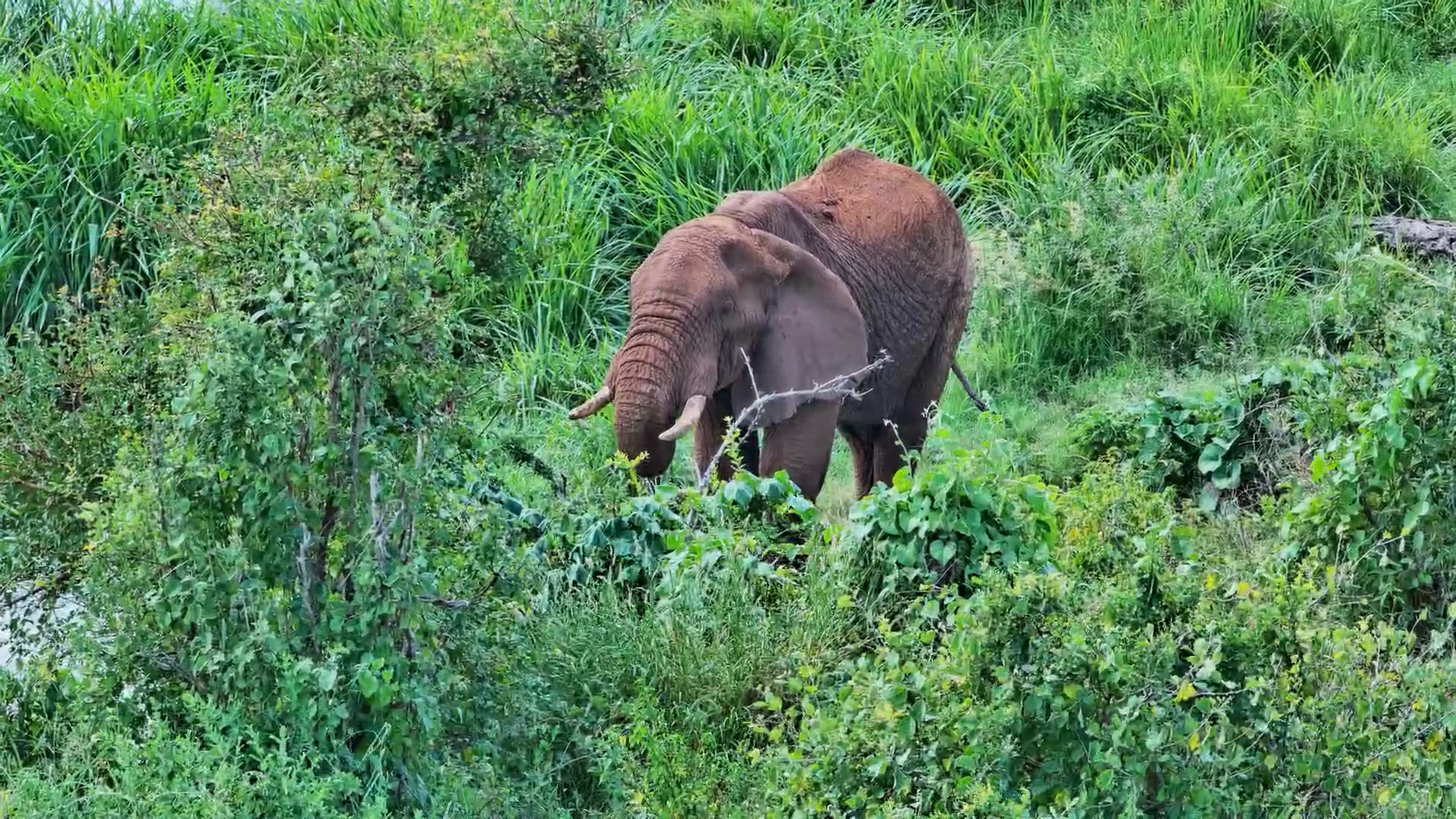 Elephant Dining Alone