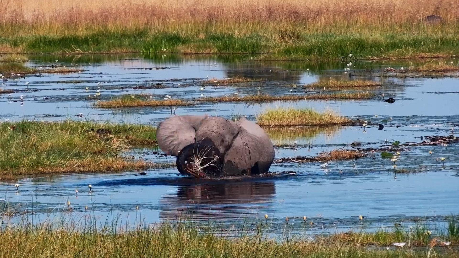 Elephant Found the Best Snack Spot in the Basin