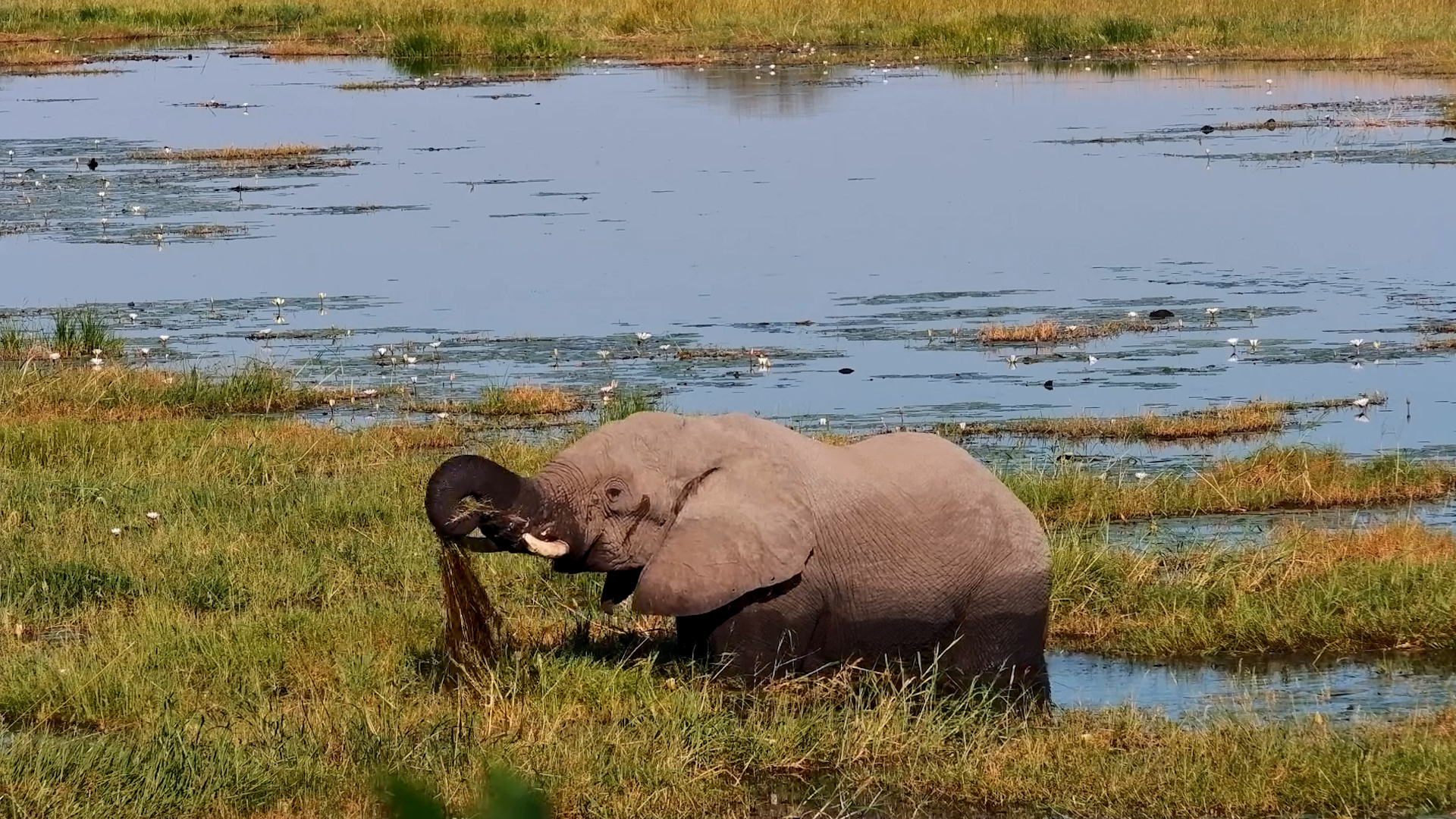 Elephant Found a Buffet in the Marsh
