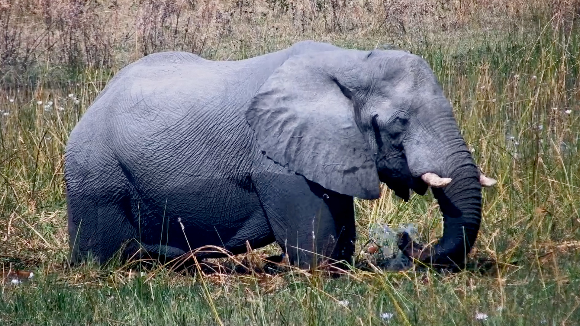 Fresh Greens for a Hungry Elephant